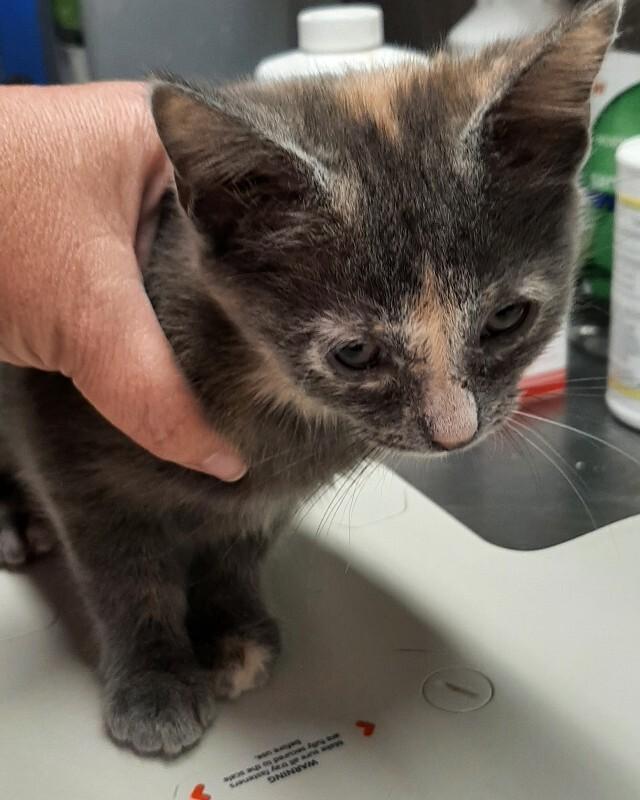 Coral, a Adoptable Domestic Short Hair in Georgetown, OH image 2/2