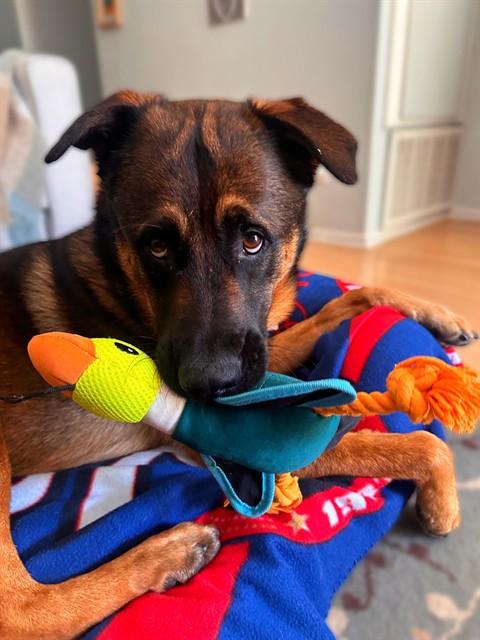 JAKE, Adoptable, Young Male German Shepherd Dog.