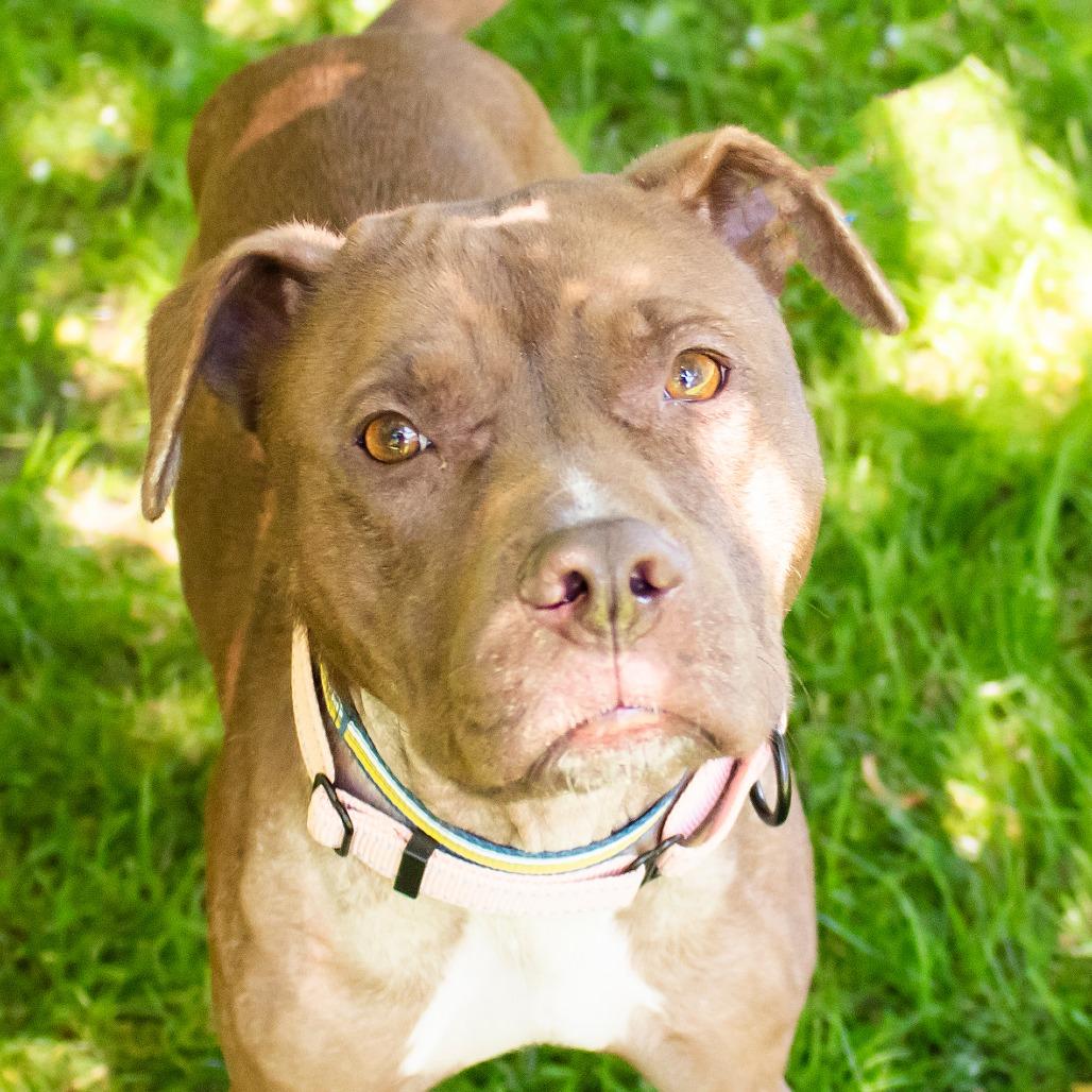 Delilah, Adoptable, Adult Female Mixed Breed.