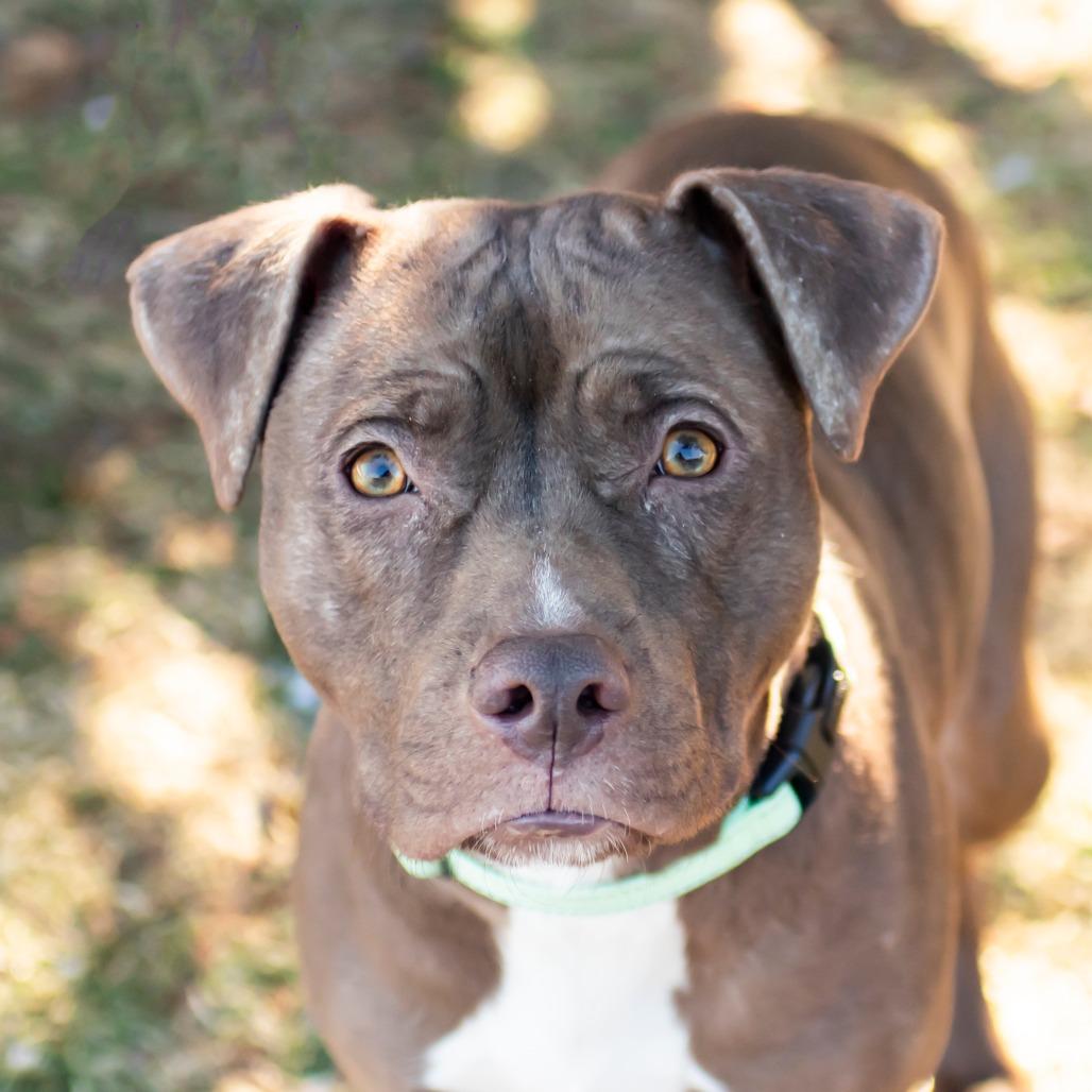 Delilah, a Adoptable Mixed Breed in Middletown, RI image 2/2