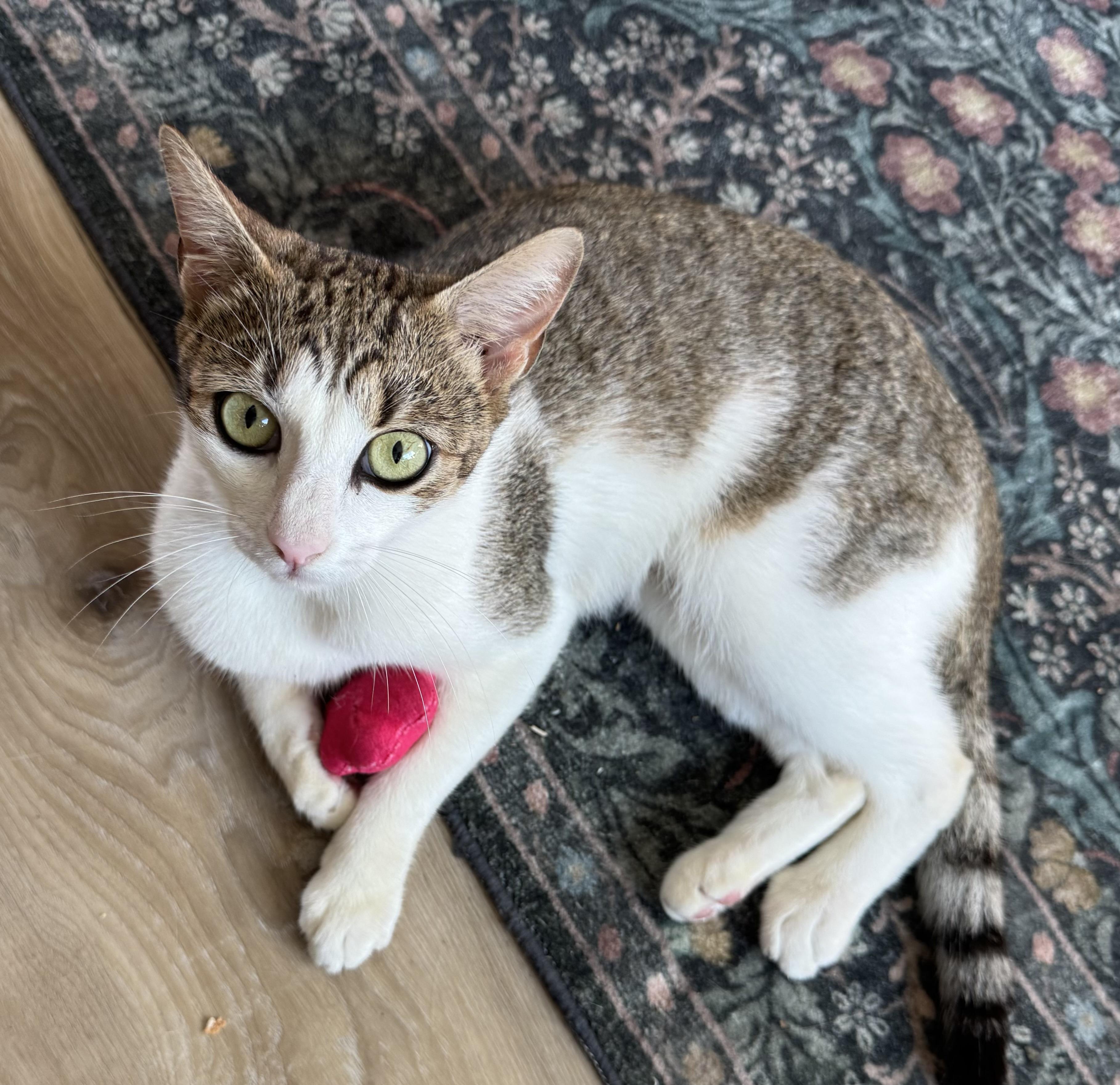 Sweetie Pie, a ADOPTABLE Domestic Short Hair in Bonita Springs, FL image 1/3