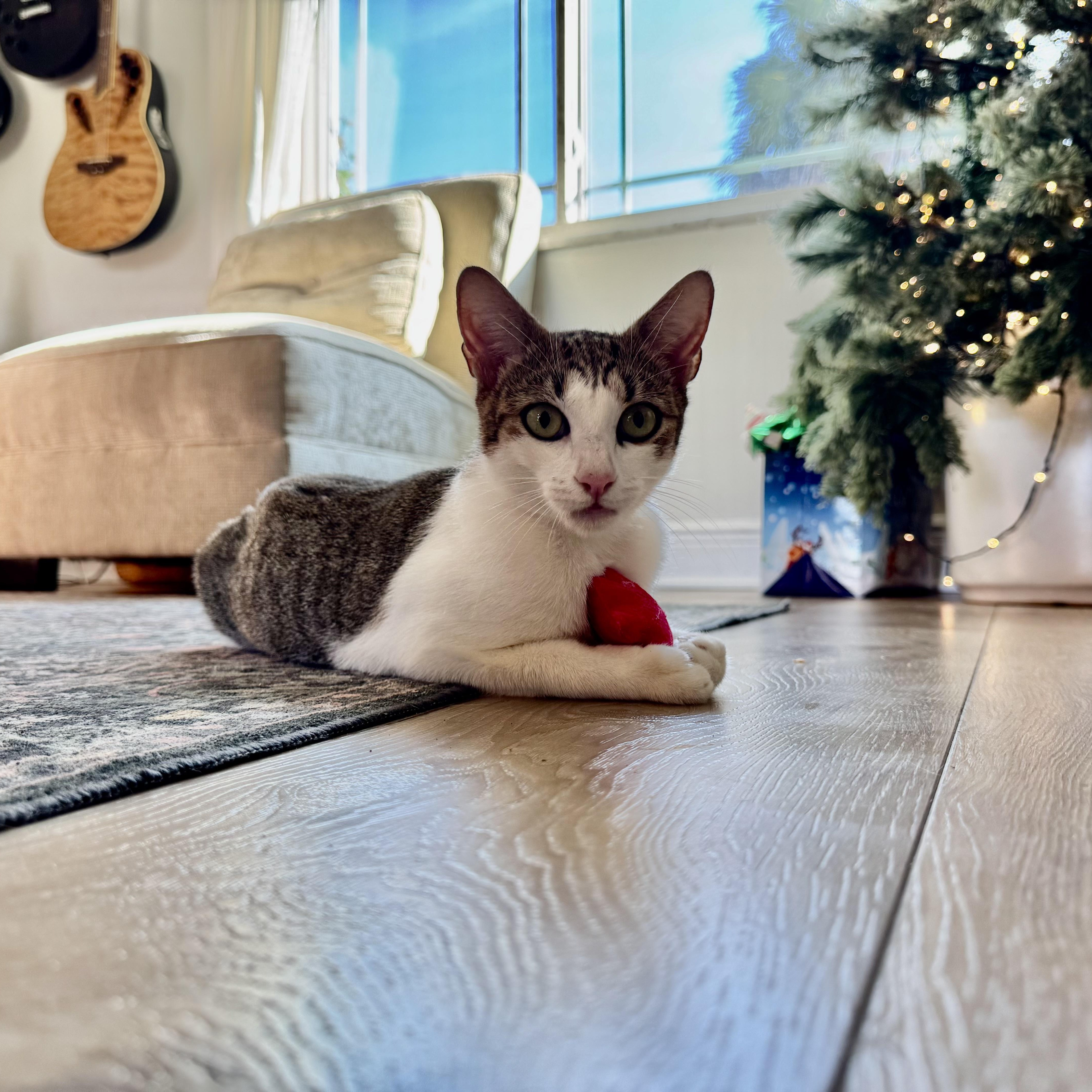 Sweetie Pie, a ADOPTABLE Domestic Short Hair in Bonita Springs, FL image 3/3