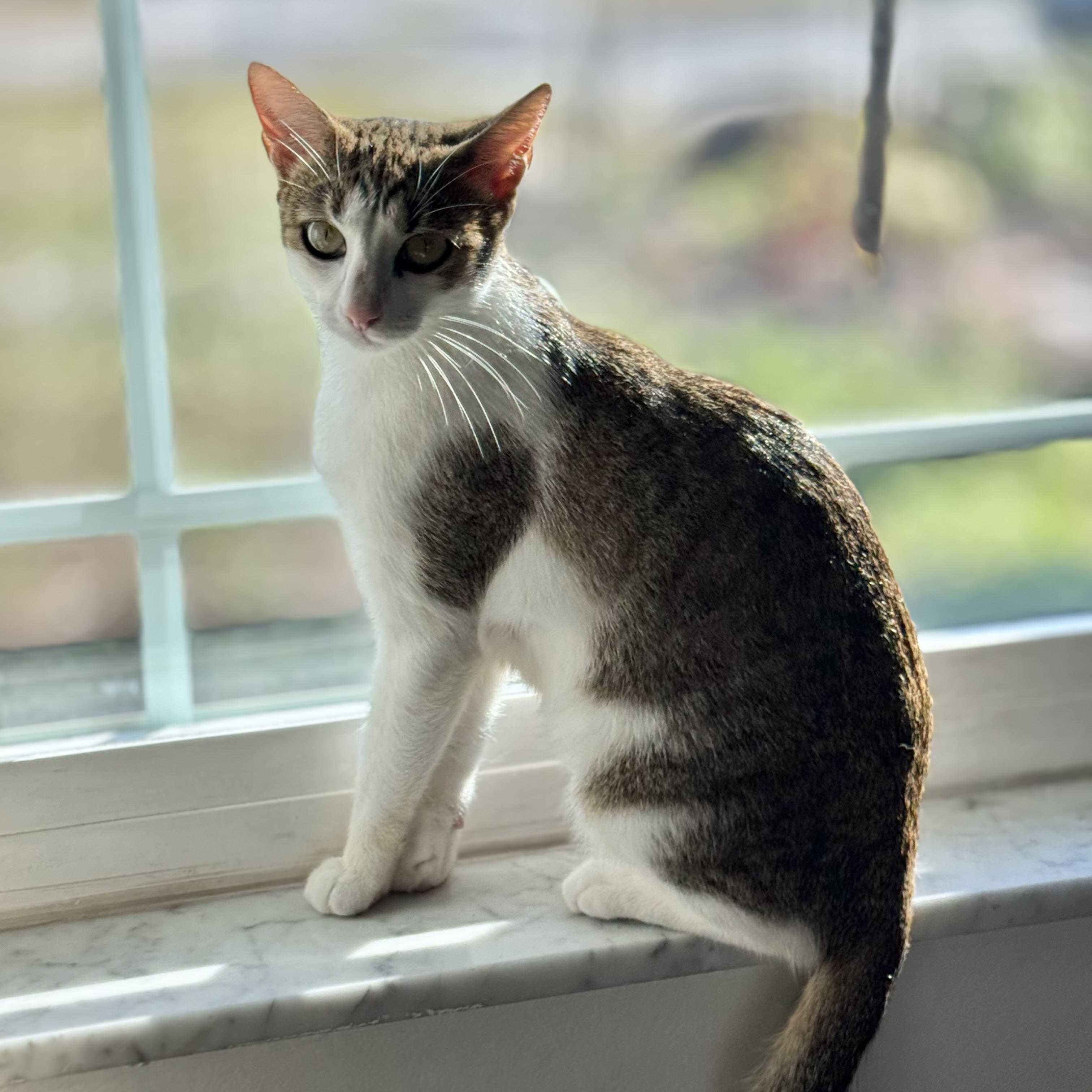 Sweetie Pie, a ADOPTABLE Domestic Short Hair in Bonita Springs, FL image 2/3