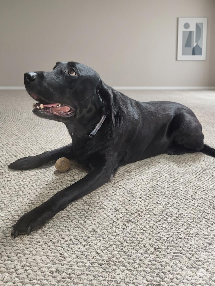 Enlarge Angus--Owner Rehome--not an LELRR dog, a ADOPTABLE Black Labrador Retriever in Medina, OH image 2/2