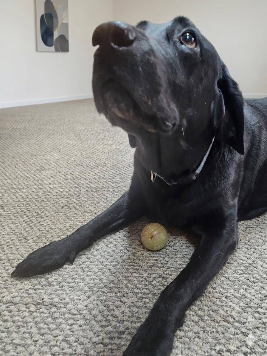 Enlarge Angus--Owner Rehome--not an LELRR dog, a ADOPTABLE Black Labrador Retriever in Medina, OH image 1/2