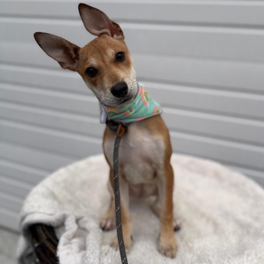 Zelda, Adoptable, Puppy Female Jack Russell Terrier & Mixed Breed.