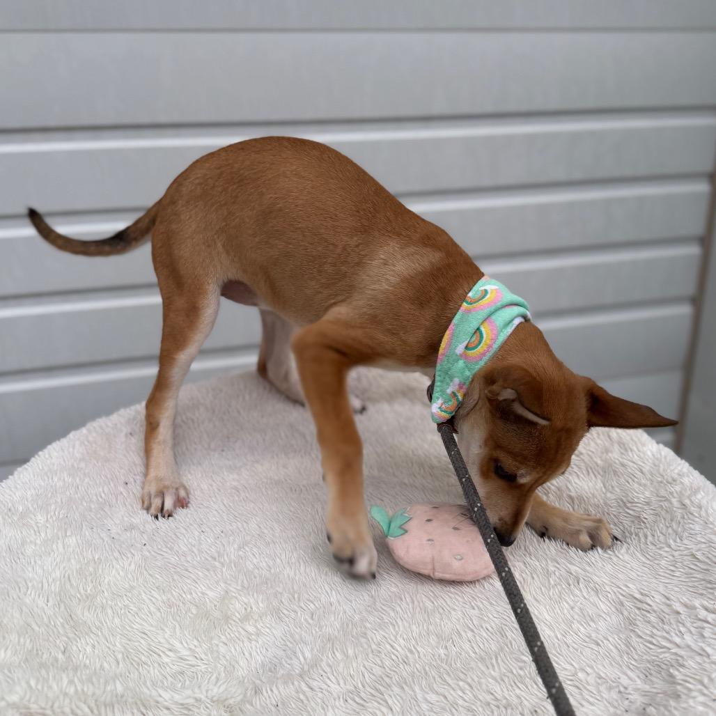 Enlarge Zelda, a Adoptable mixed breed in Newberg, OR image 2/6