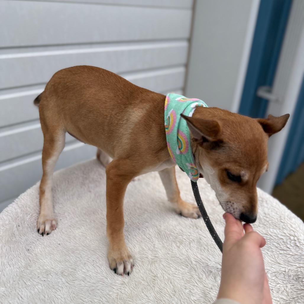 Enlarge Zelda, a Adoptable mixed breed in Newberg, OR image 3/6