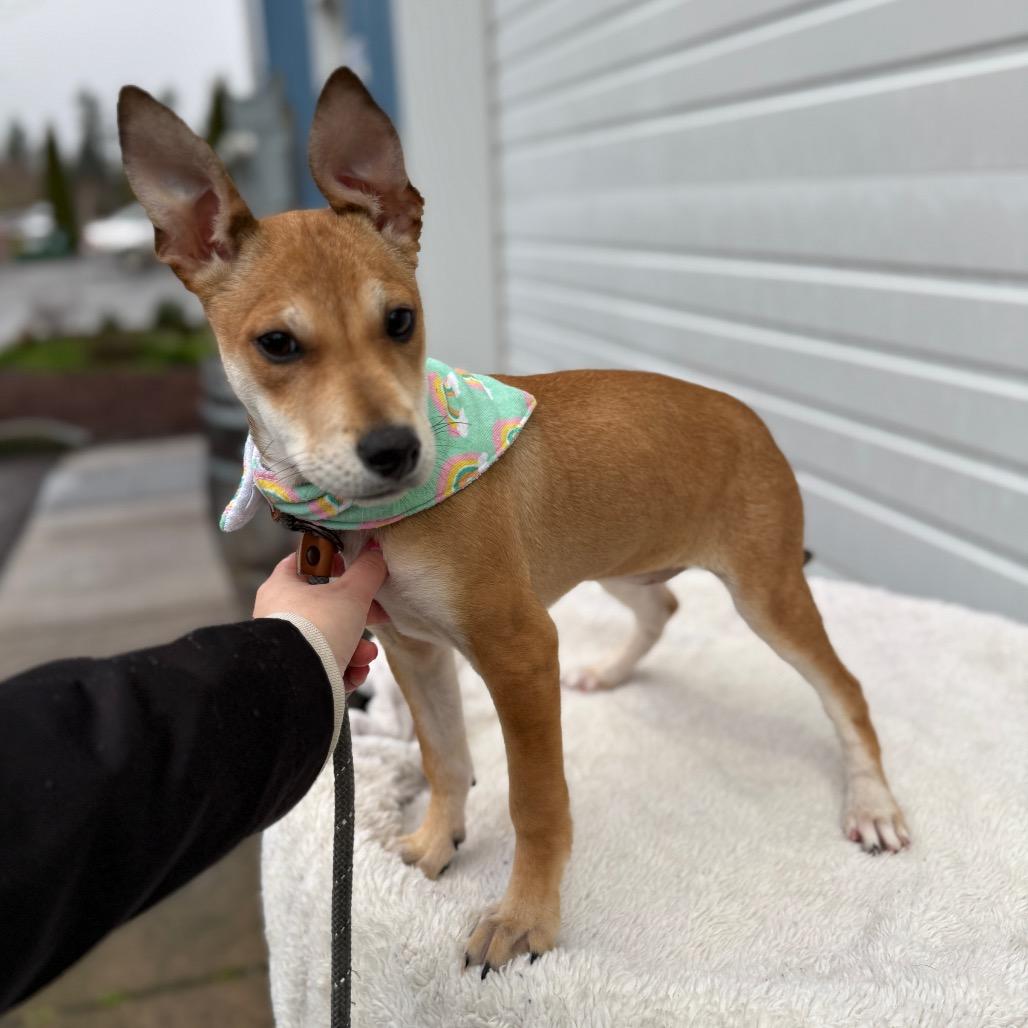 Enlarge Zelda, a Adoptable mixed breed in Newberg, OR image 4/6