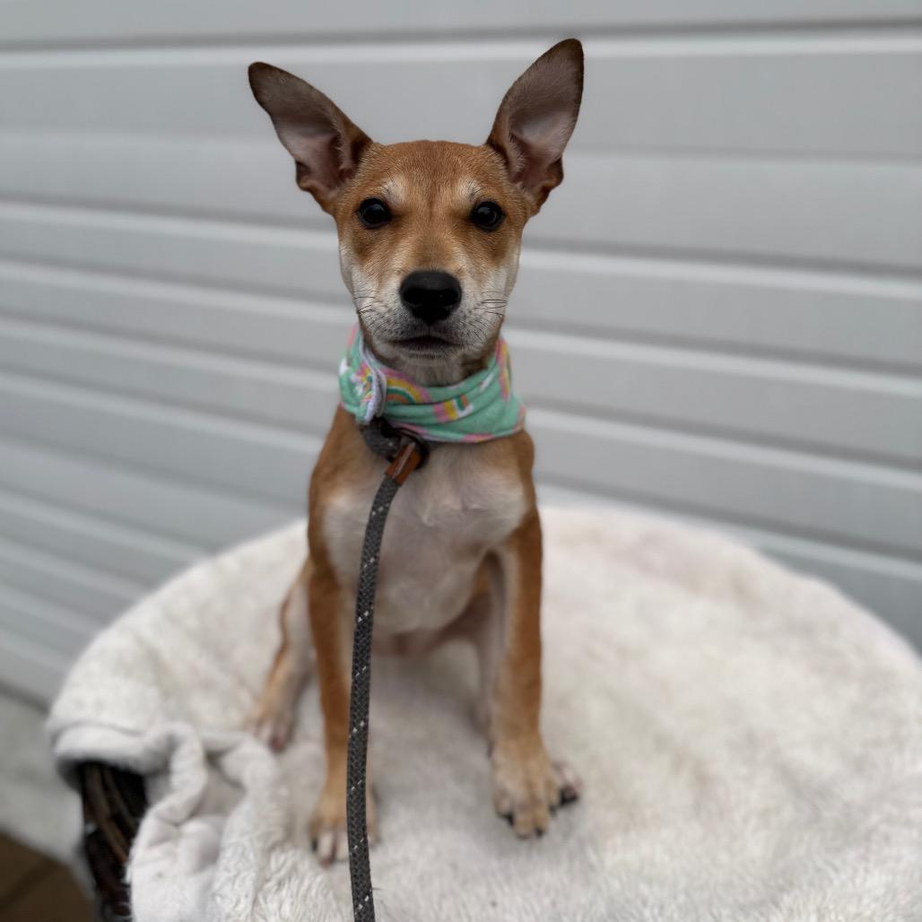 Enlarge Zelda, a Adoptable mixed breed in Newberg, OR image 5/6