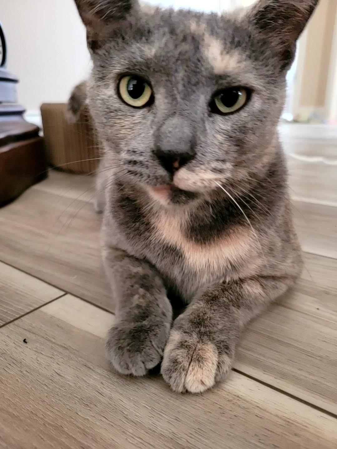 Ravage, ADOPTABLE, Young Female Dilute Calico & Domestic Short Hair.