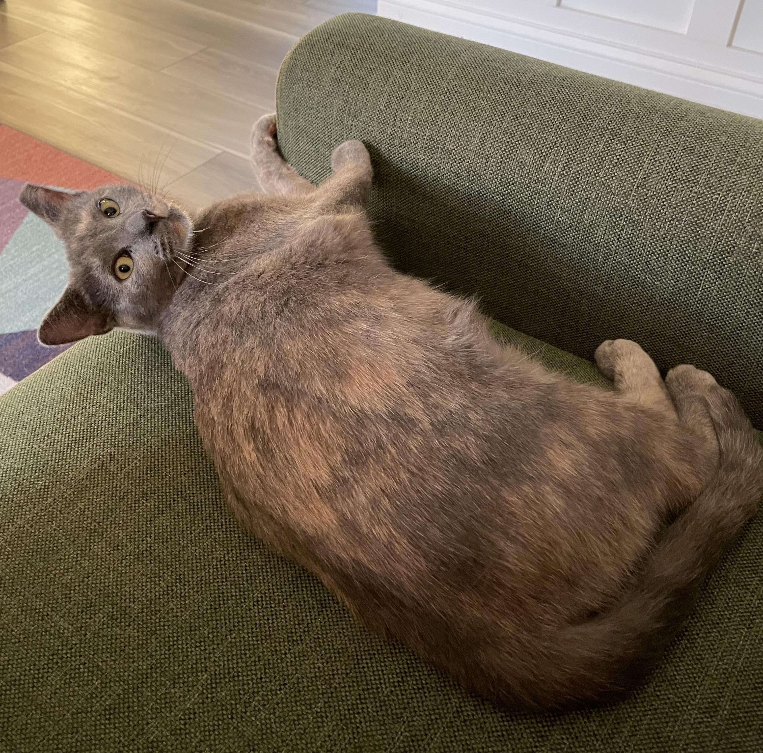 Ravage, ADOPTABLE, Young Female Dilute Calico & Domestic Short Hair.