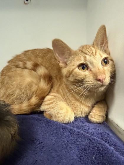 Spud, Adoptable, Kitten Male Domestic Short Hair.