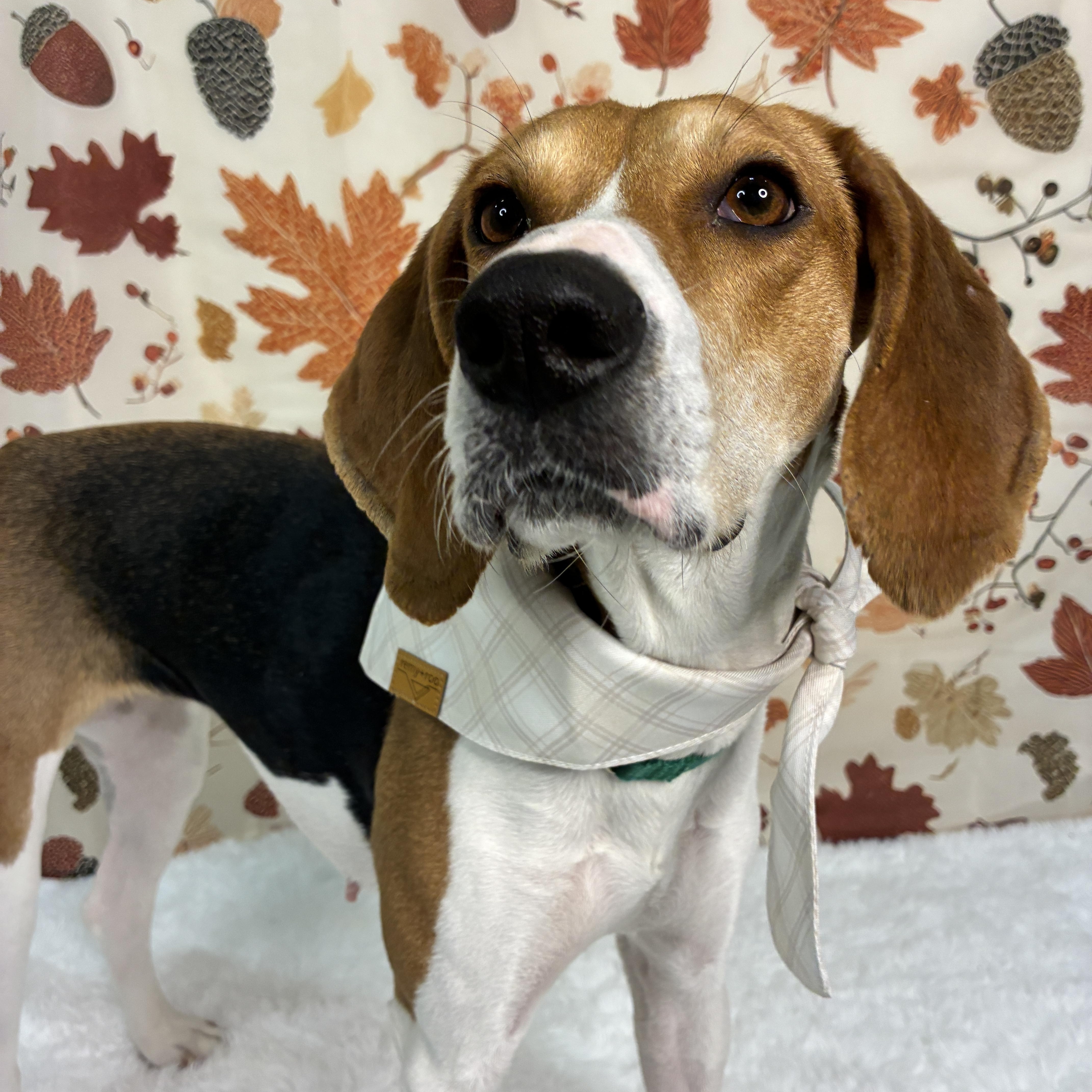 Francesca thumbnail 2