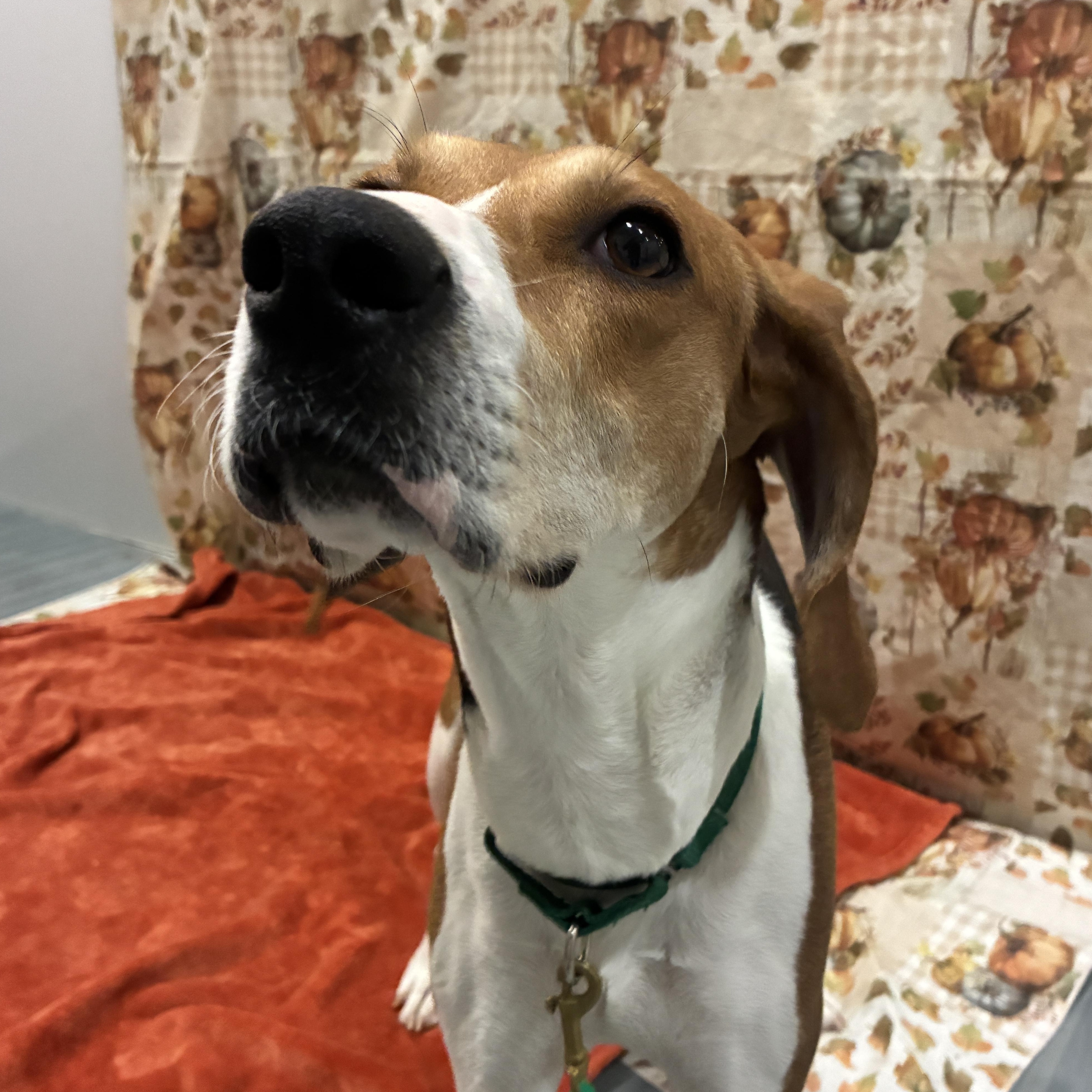 Francesca, adopted, Adult Female Foxhound.