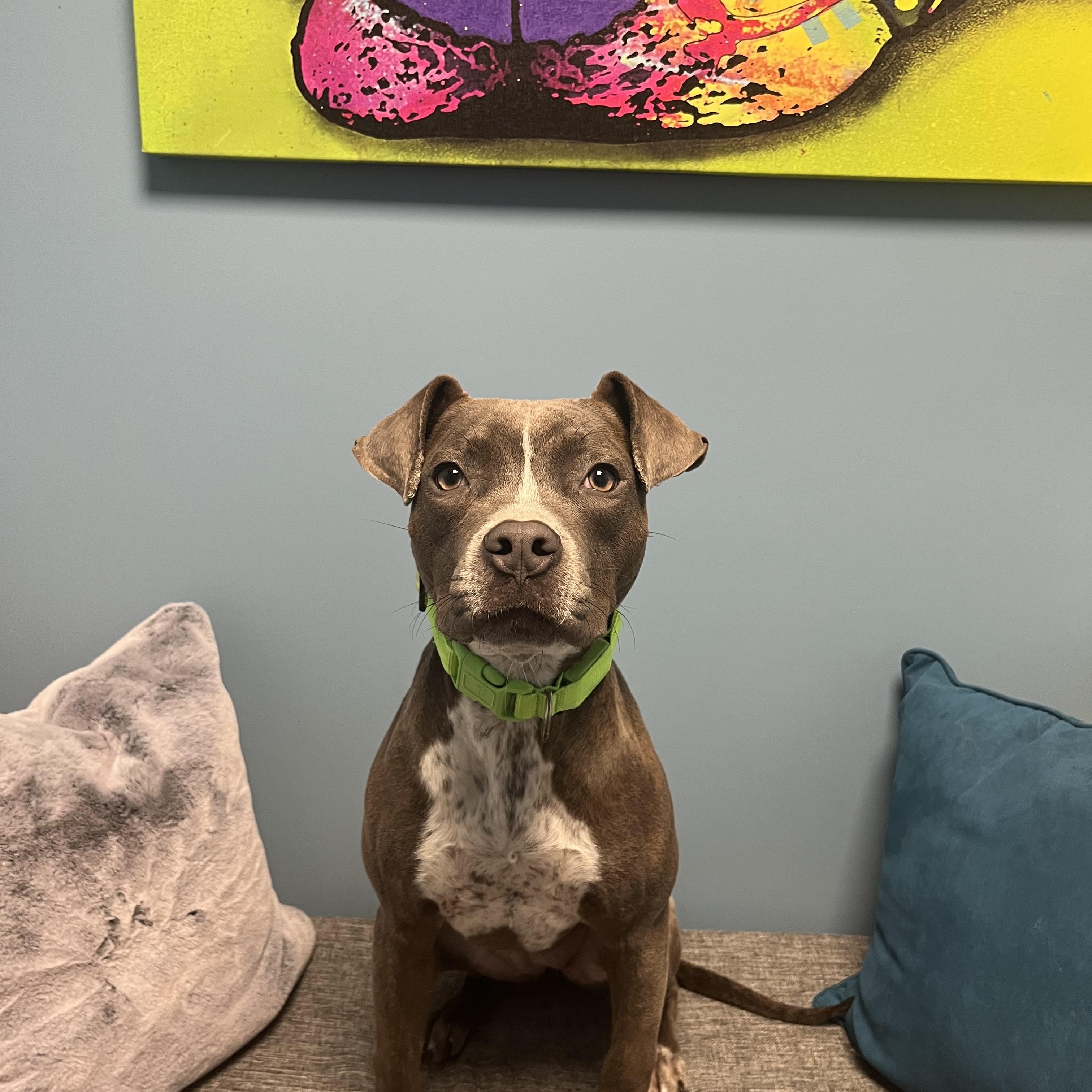 Enlarge Clover, an adoptable mixed breed in Cumberland, RI image 6/6