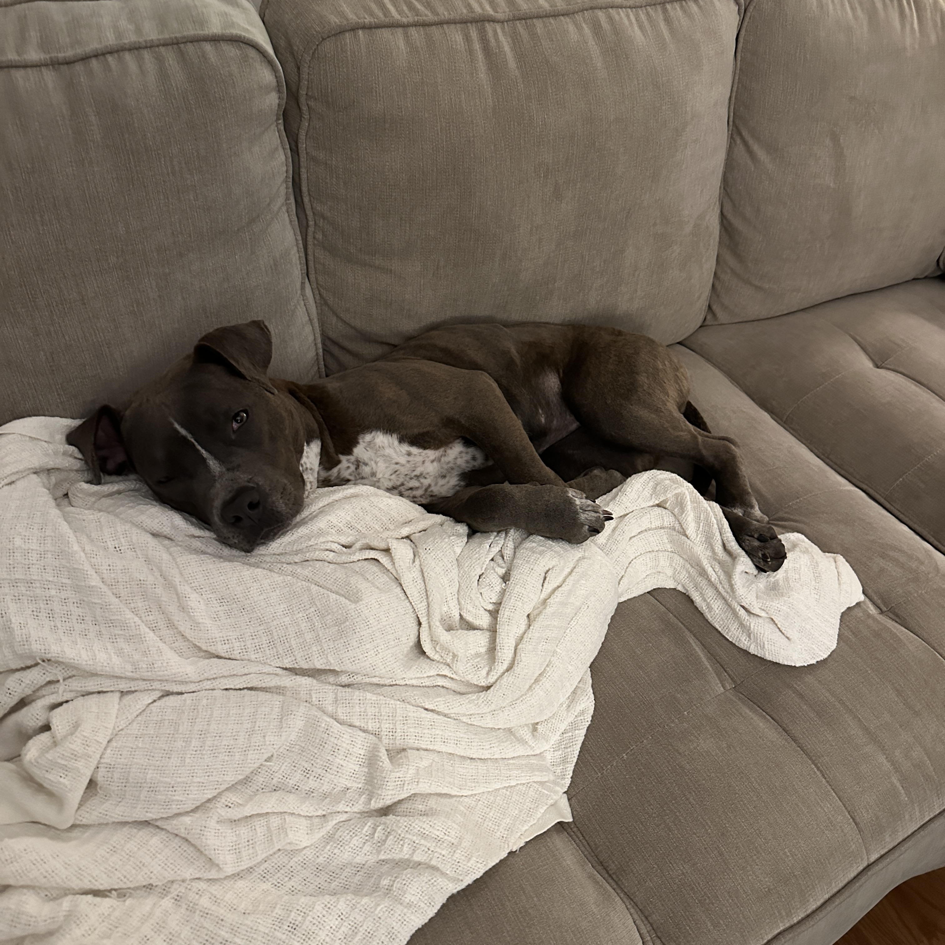 Enlarge Clover, an adoptable mixed breed in Cumberland, RI image 4/6