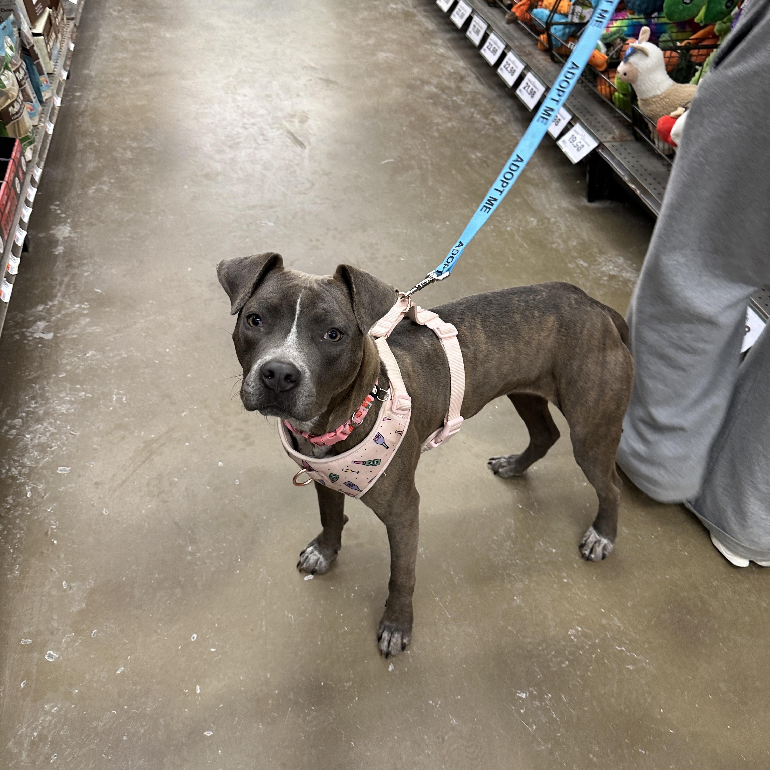 Enlarge Clover, an adoptable mixed breed in Cumberland, RI image 3/6