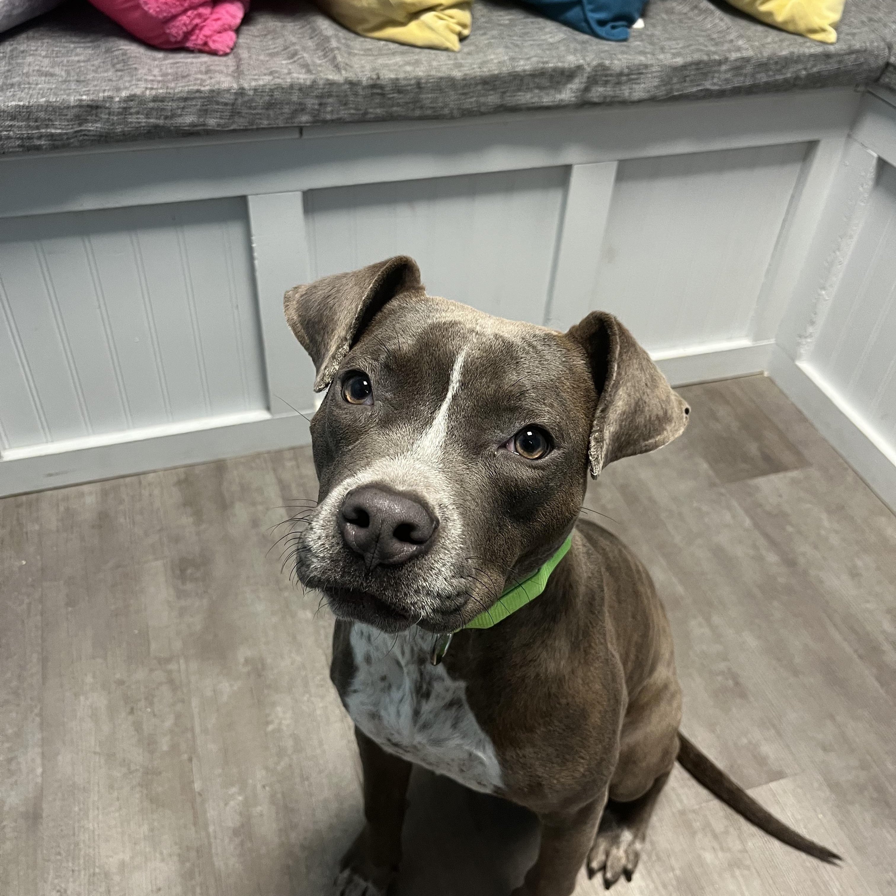 Enlarge Clover, an adoptable mixed breed in Cumberland, RI image 5/6