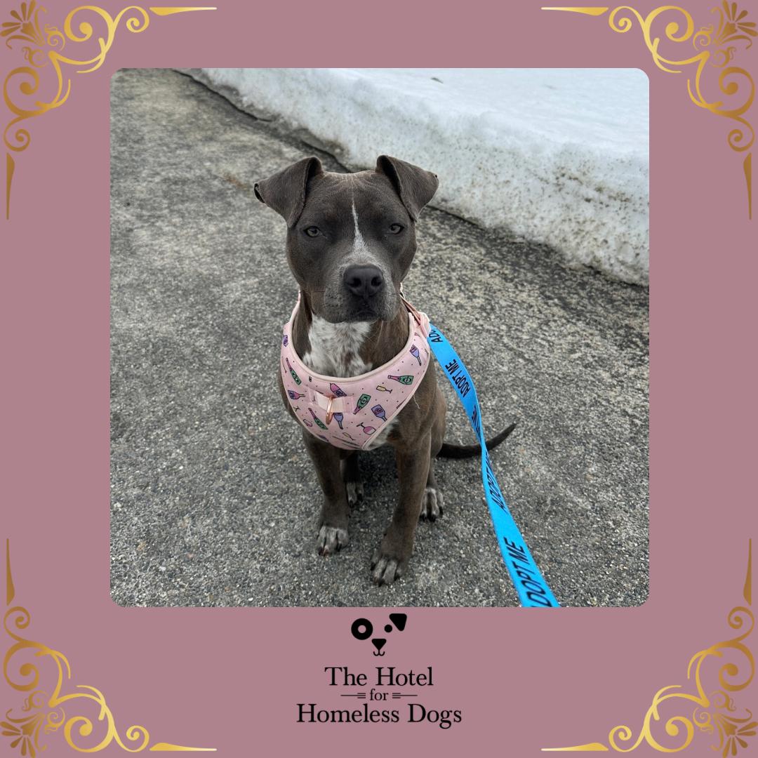 Clover, adoptable, Young Female American Staffordshire Terrier & Terrier.