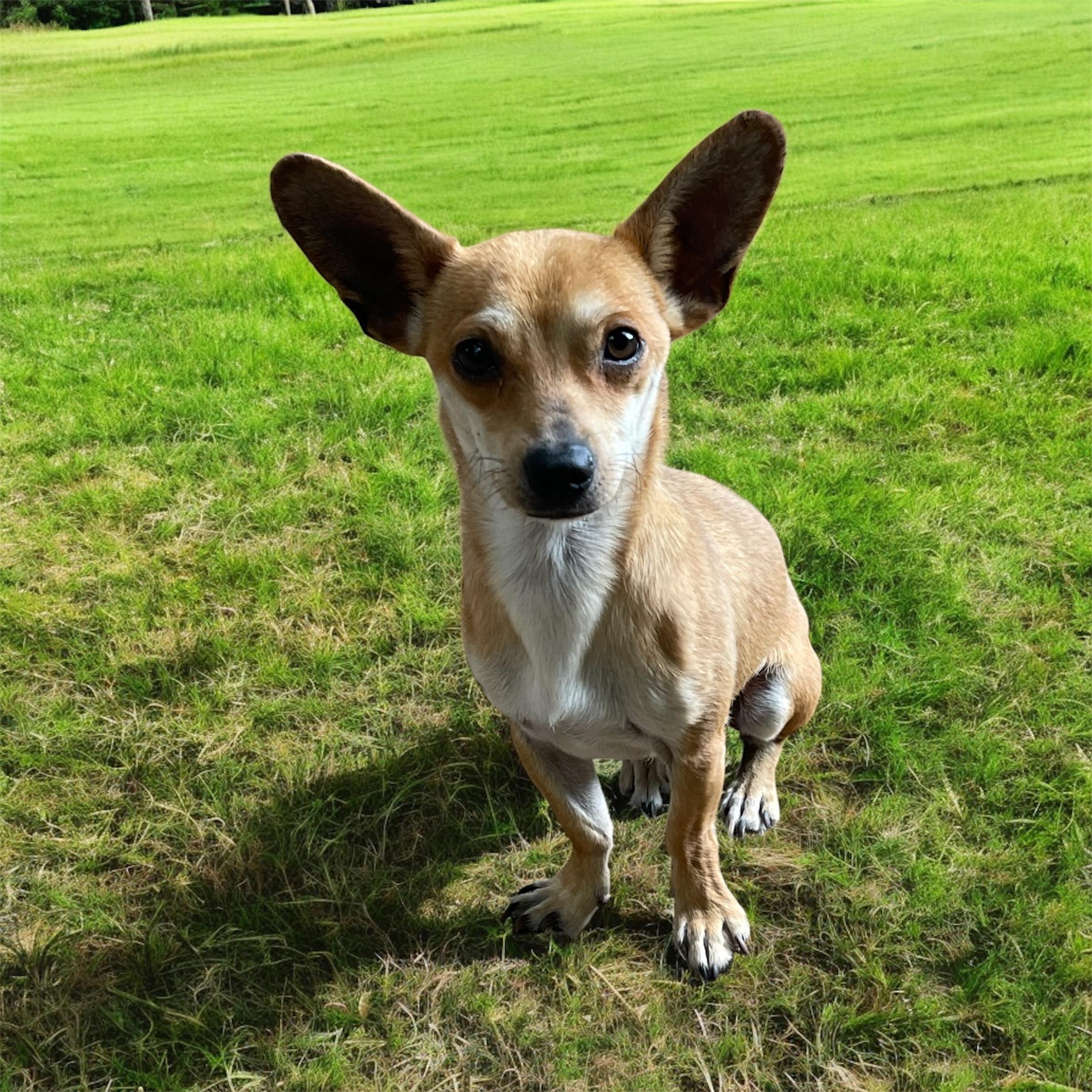 SHELTON, Adult Male Chihuahua