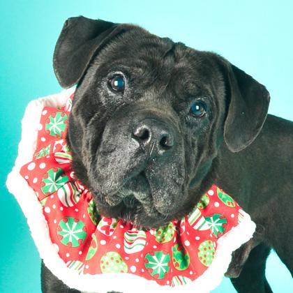 Humphrey, Adoptable, Adult Male Shar-Pei & Mixed Breed.