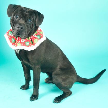 Humphrey, a Adoptable mixed breed in San Francisco, CA image 1/3