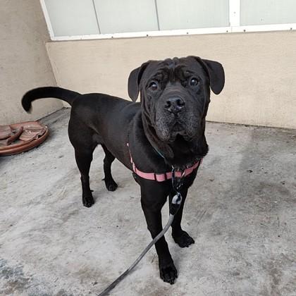 Humphrey, Adoptable, Adult Male Shar-Pei & Mixed Breed.