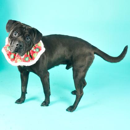 Humphrey, a Adoptable mixed breed in San Francisco, CA image 3/3