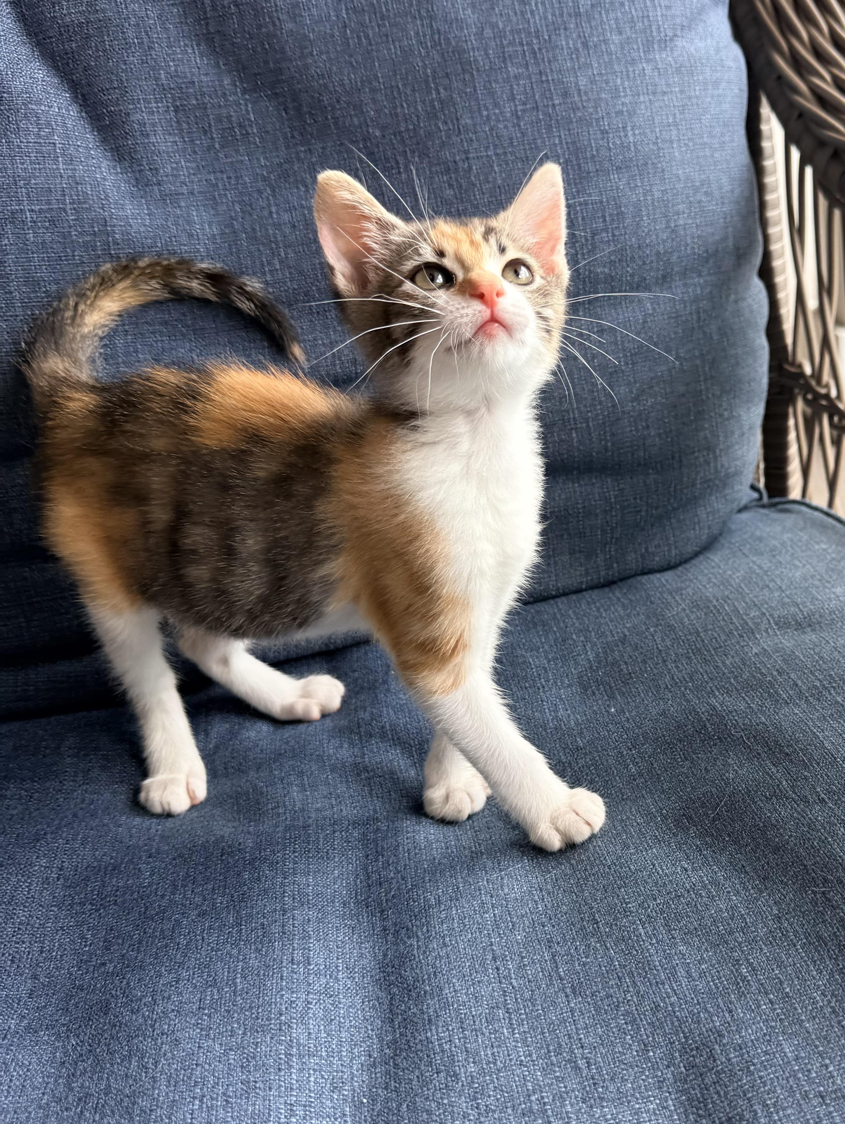 Enlarge Julianna, a ADOPTABLE Calico in Tavares, FL image 6/6