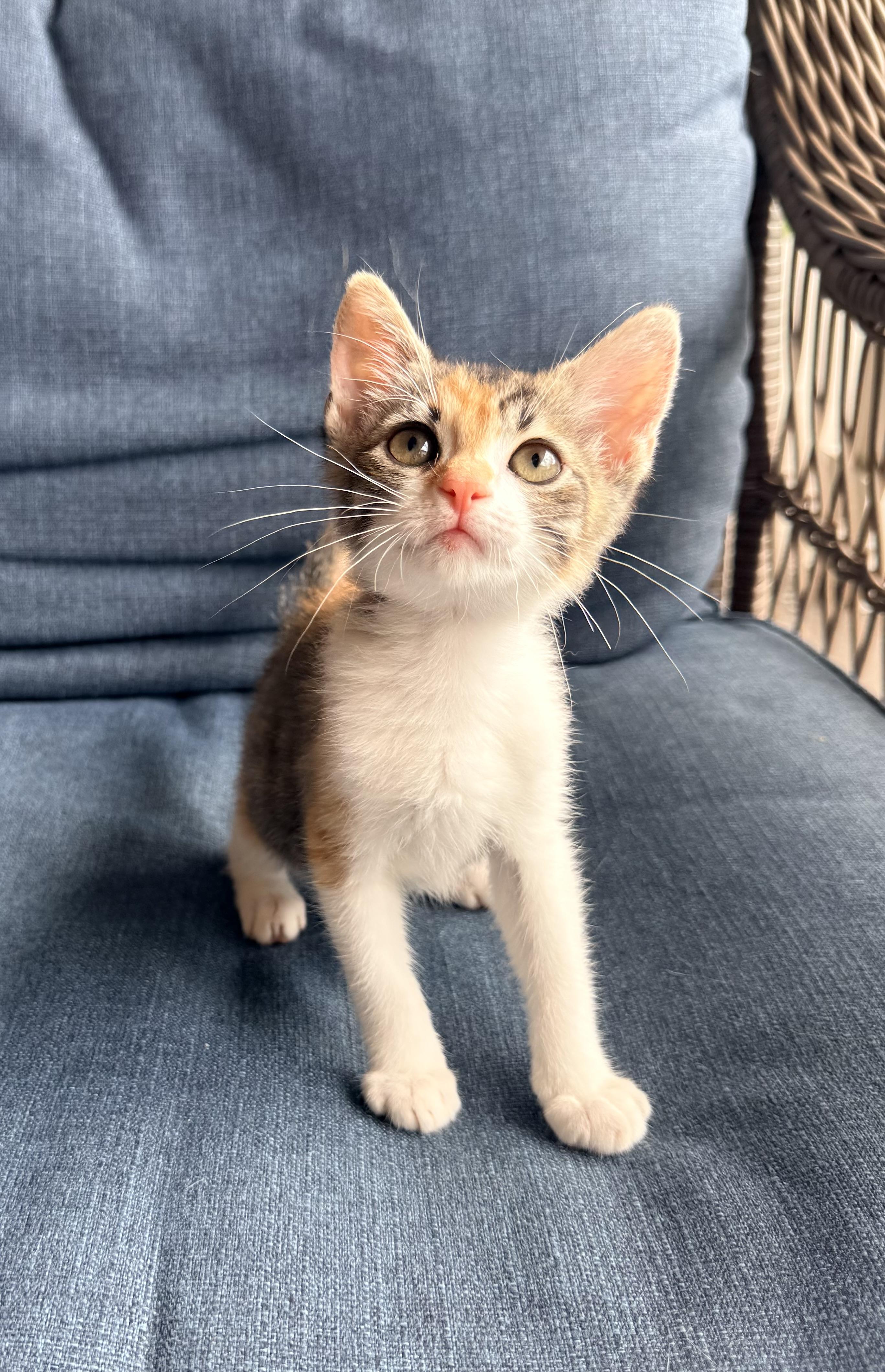 Enlarge Julianna, a ADOPTABLE Calico in Tavares, FL image 2/6