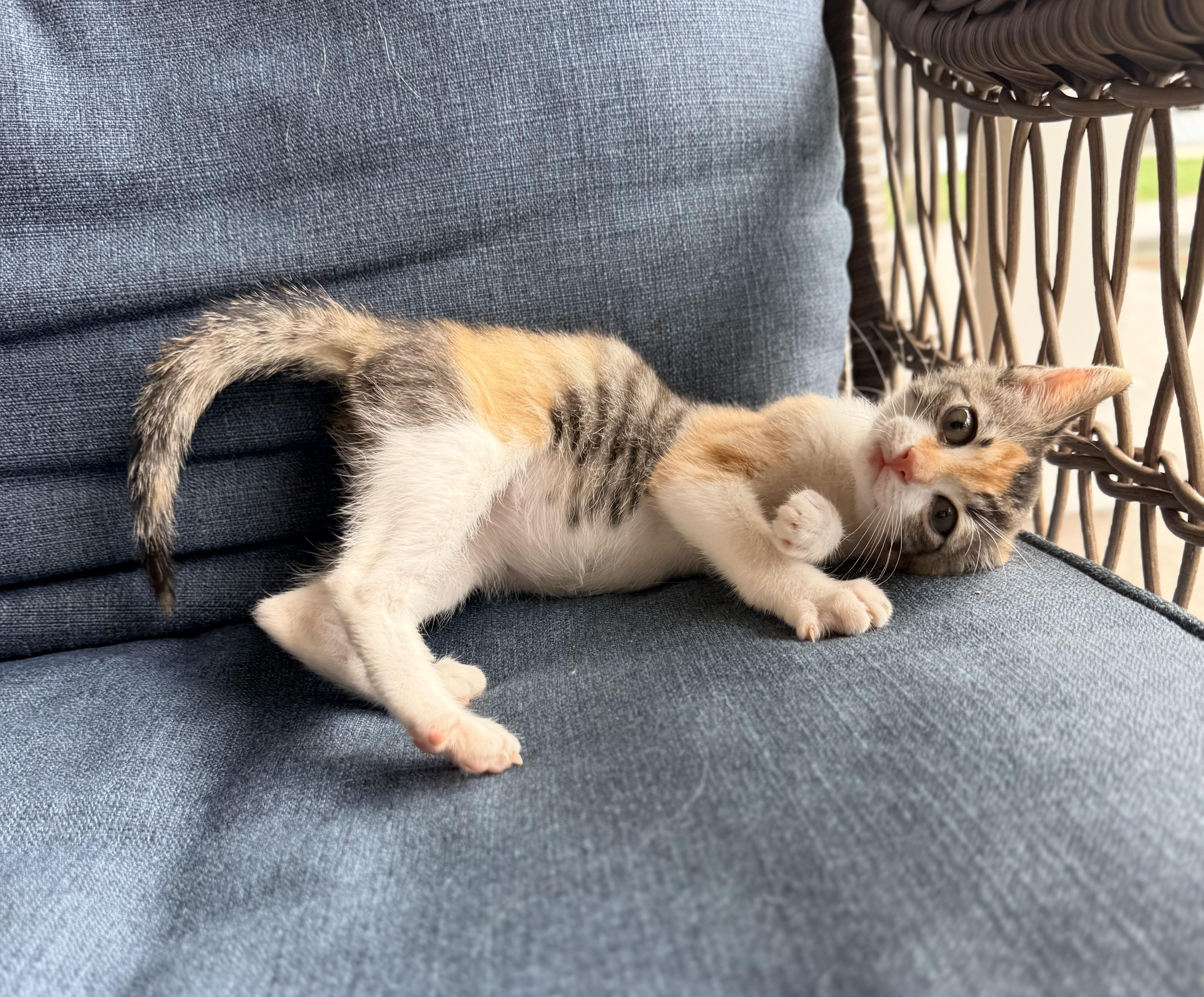 Enlarge Julianna, a ADOPTABLE Calico in Tavares, FL image 3/6