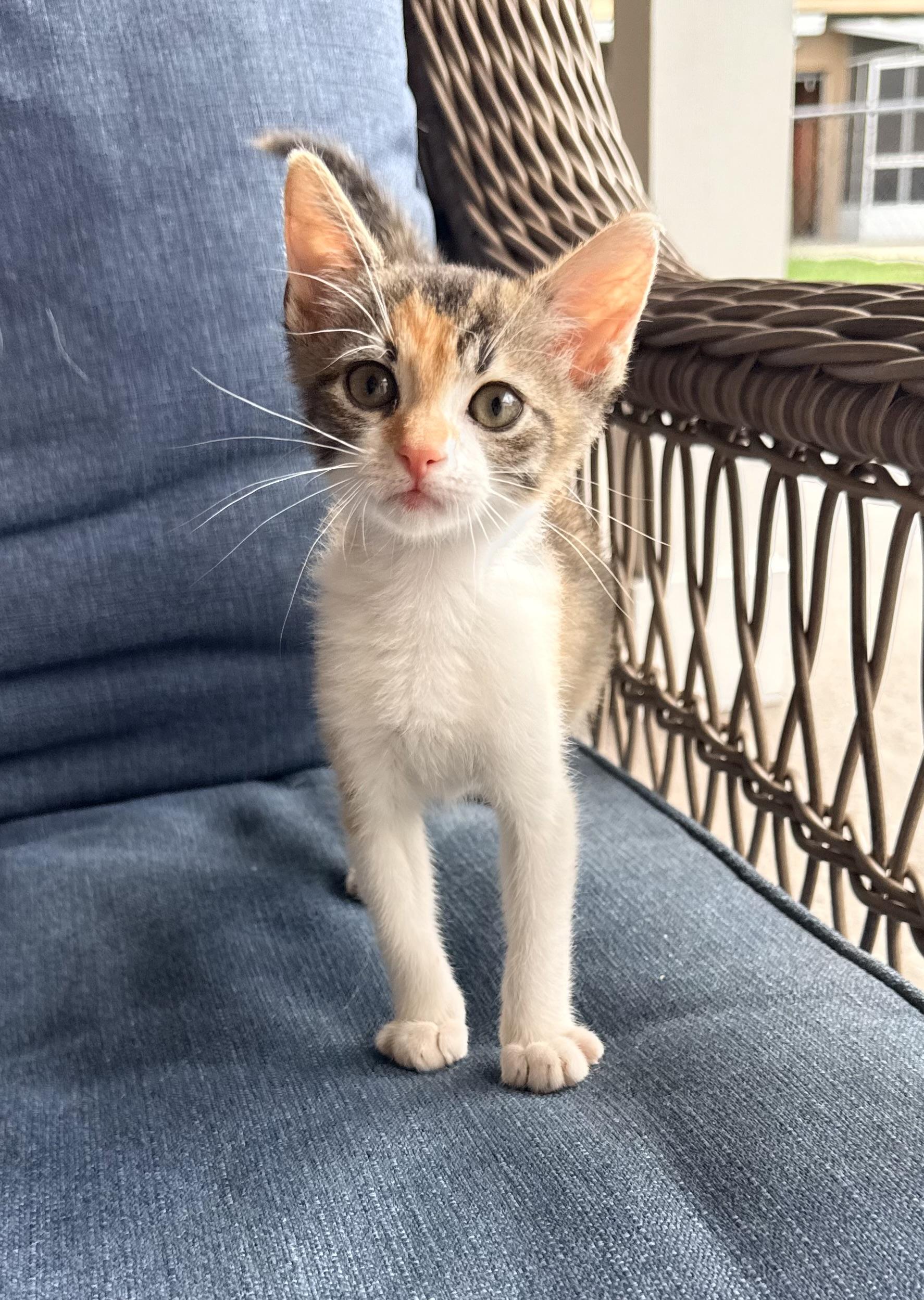 Enlarge Julianna, a ADOPTABLE Calico in Tavares, FL image 1/6