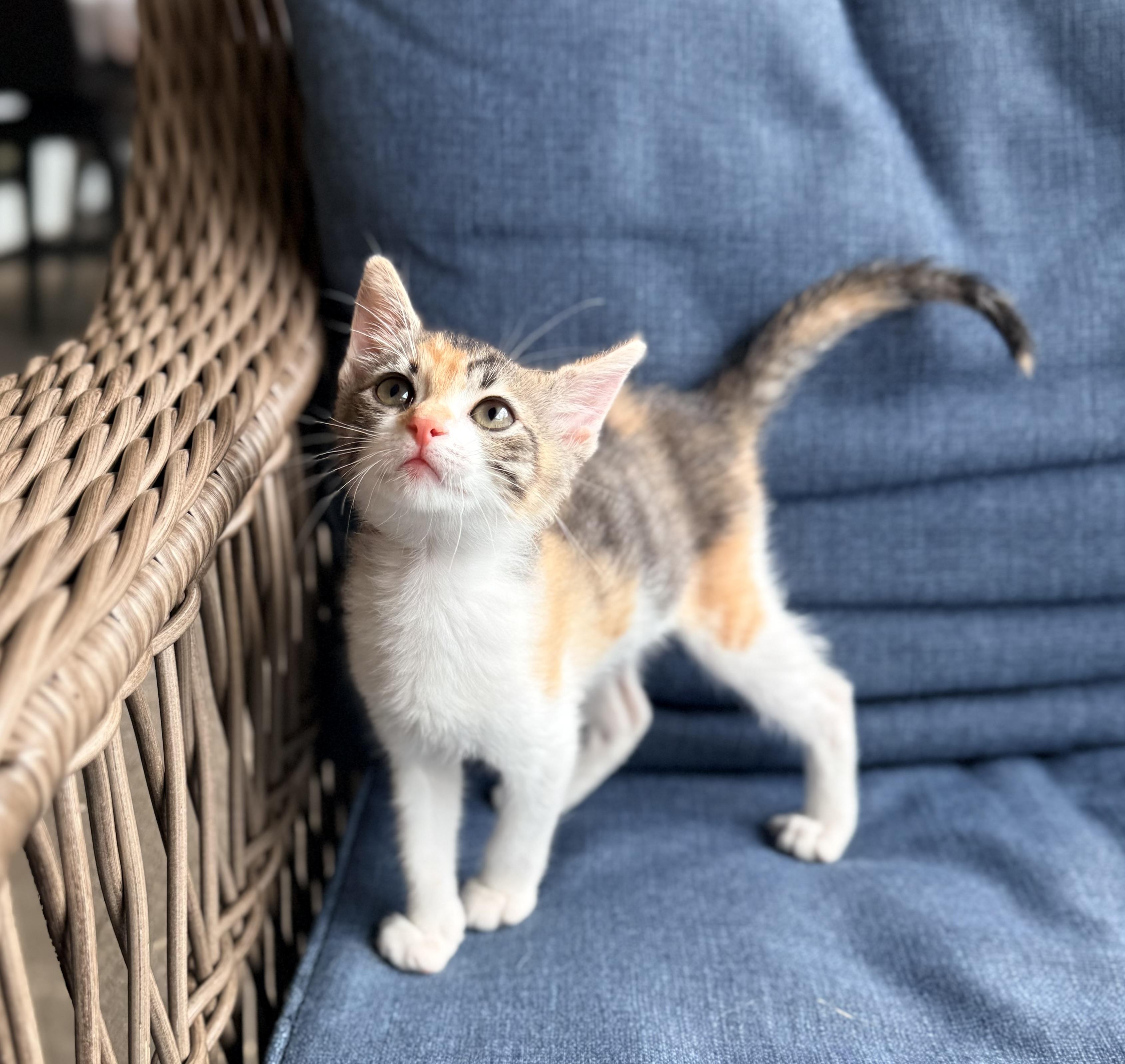 Enlarge Julianna, a ADOPTABLE Calico in Tavares, FL image 4/6
