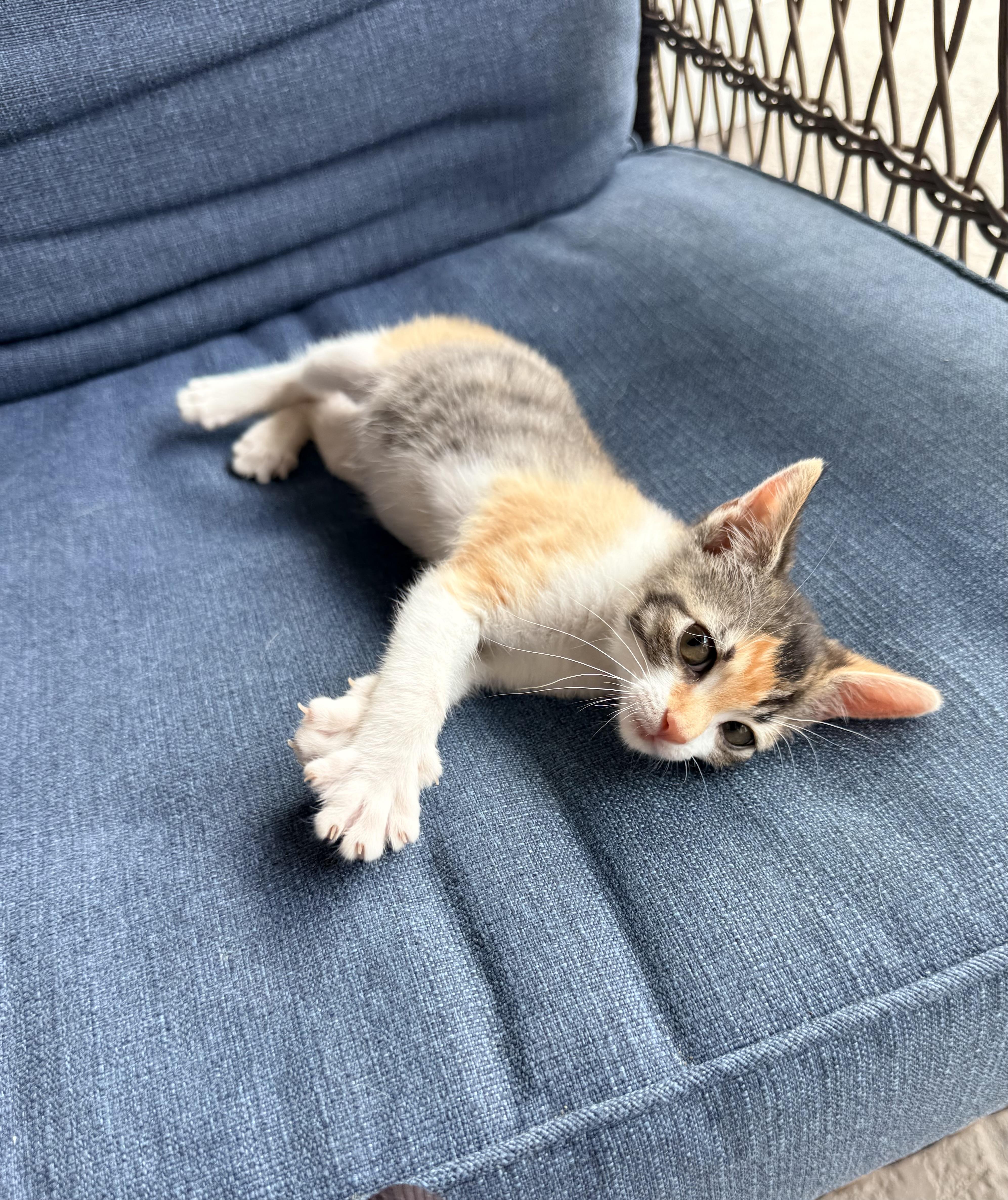 Enlarge Julianna, a ADOPTABLE Calico in Tavares, FL image 5/6