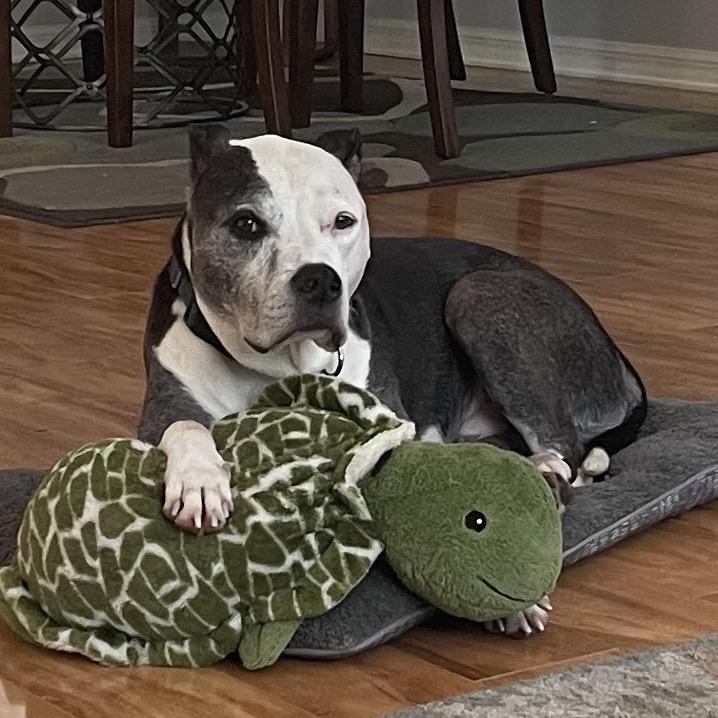 Diego, Adoptable, Senior Male Mixed Breed.