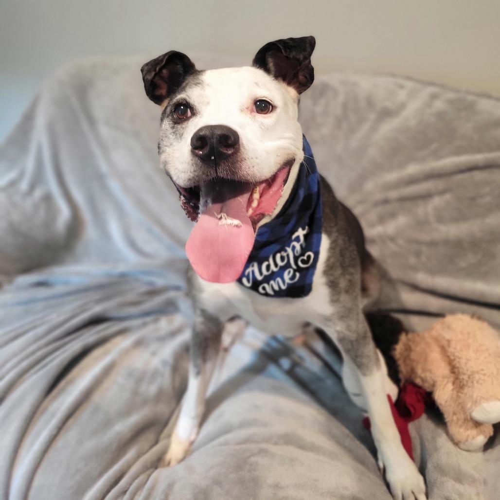 Diego, a Adoptable Mixed Breed in Port Charlotte, FL image 1/6