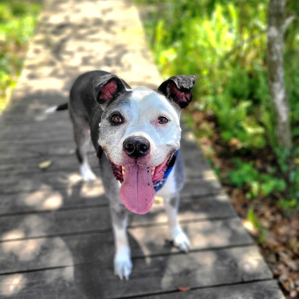 Diego, a Adoptable Mixed Breed in Port Charlotte, FL image 2/6