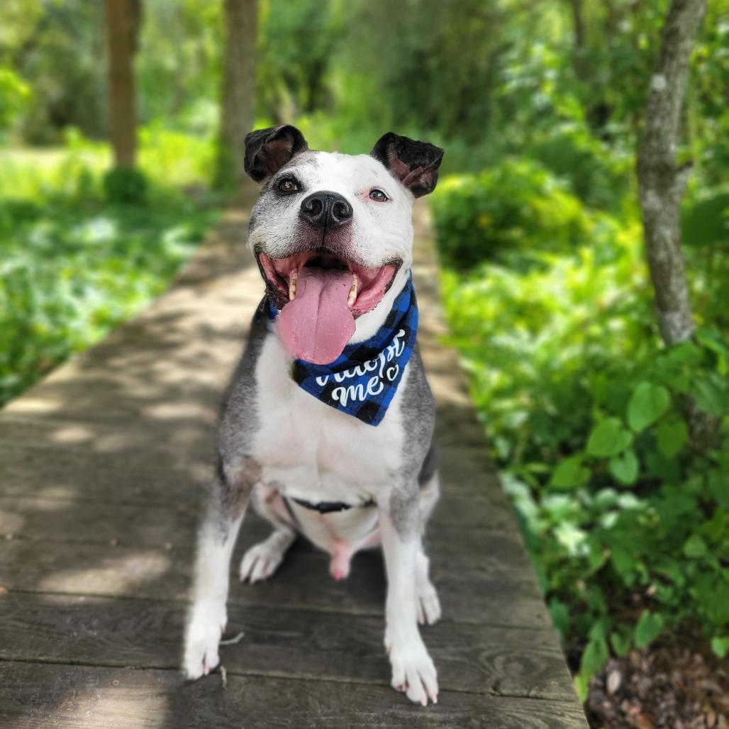 Diego, a Adoptable Mixed Breed in Port Charlotte, FL image 3/6