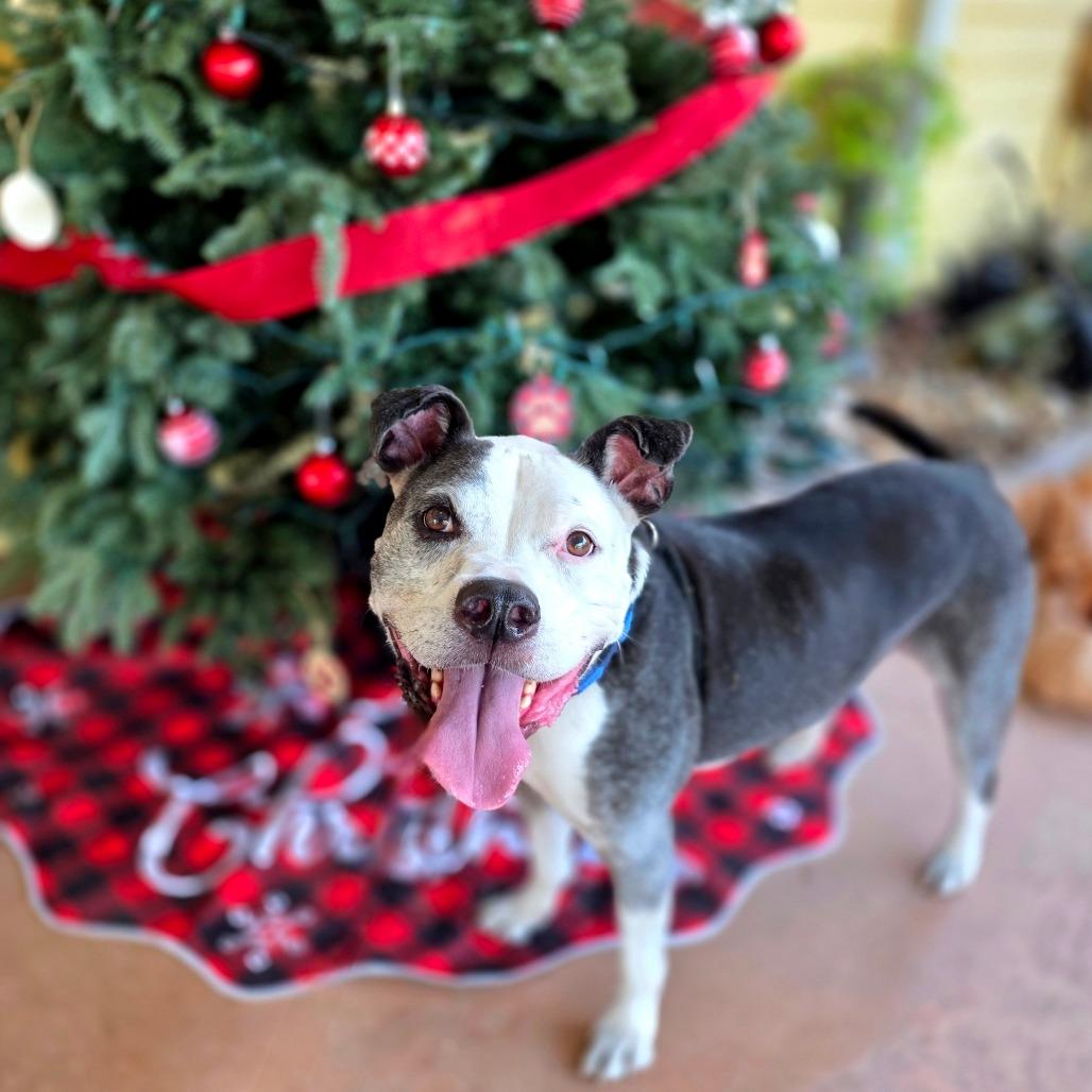 Diego, a Adoptable Mixed Breed in Port Charlotte, FL image 4/6