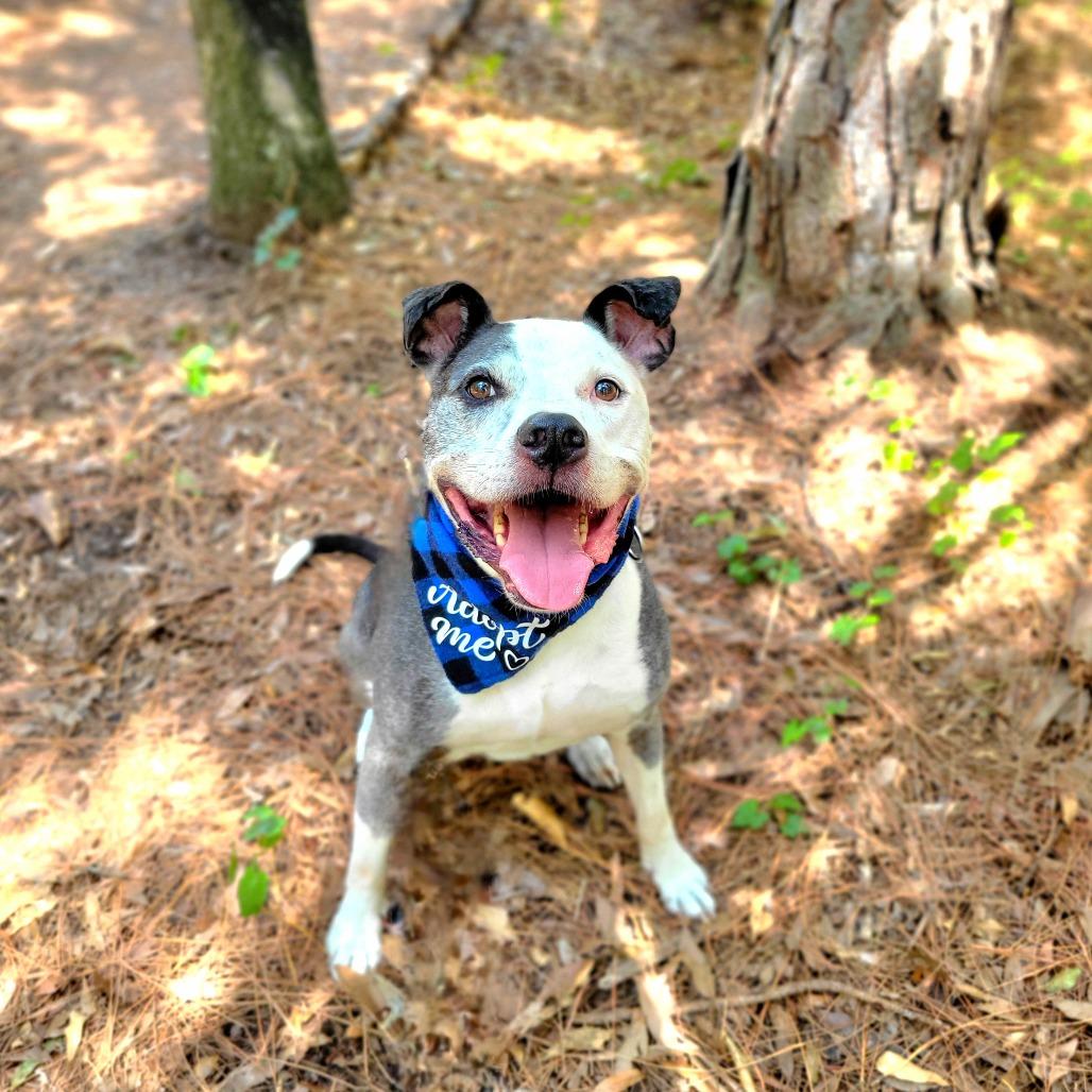 Diego, a Adoptable Mixed Breed in Port Charlotte, FL image 5/6