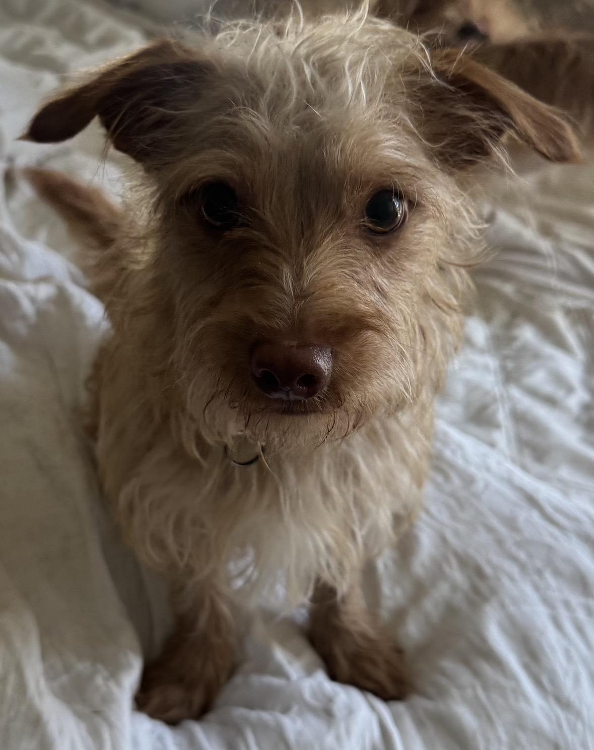 Copper, adopted, Puppy Male Cairn Terrier.