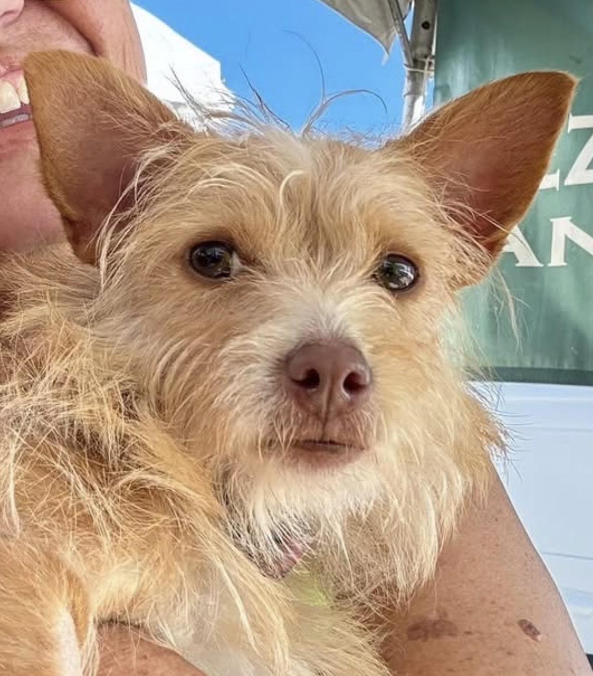 Enlarge Copper, an adopted Cairn Terrier in Lake Worth, FL image 2/5