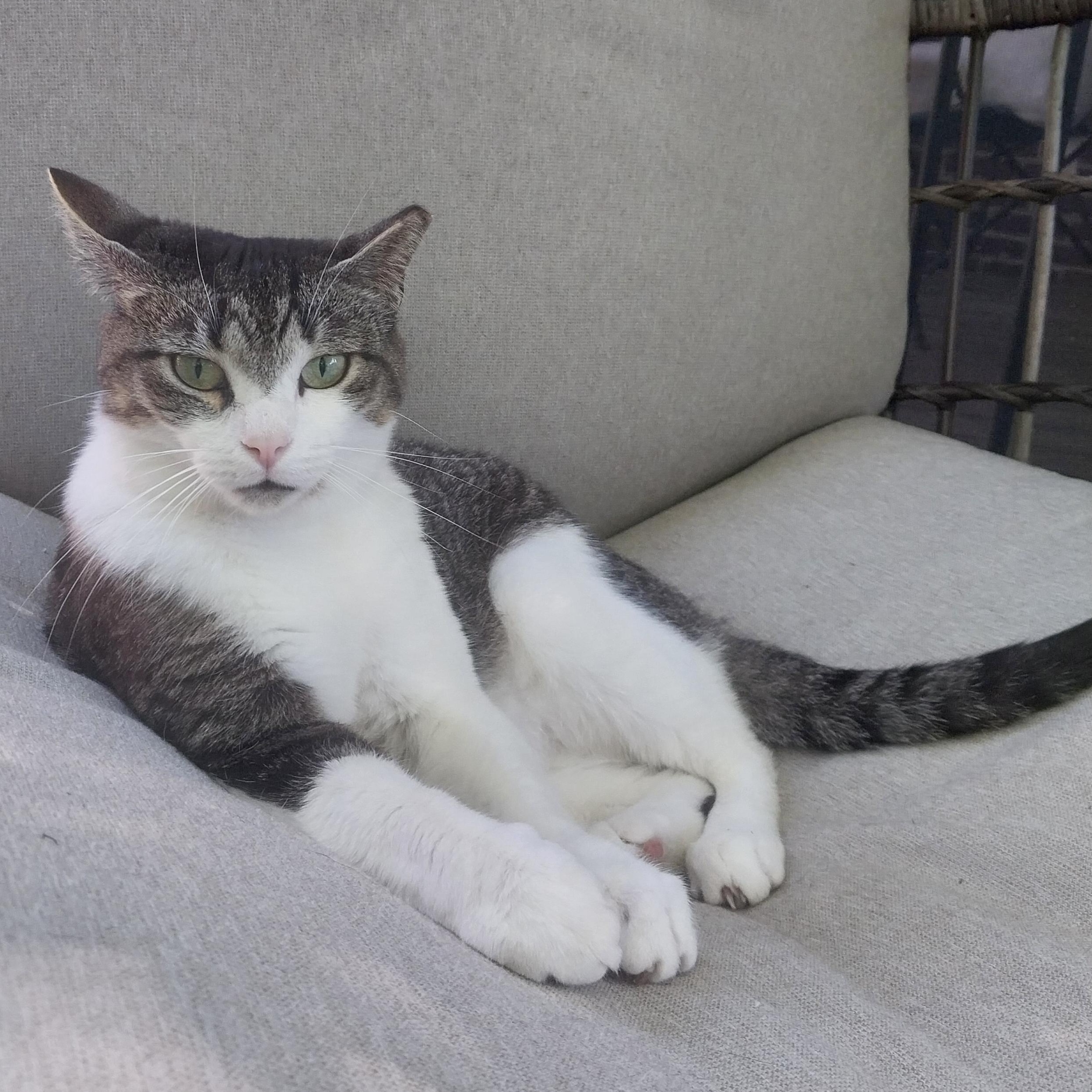 Jewel, a Adoptable mixed breed in Hyattsville, MD image 4/5