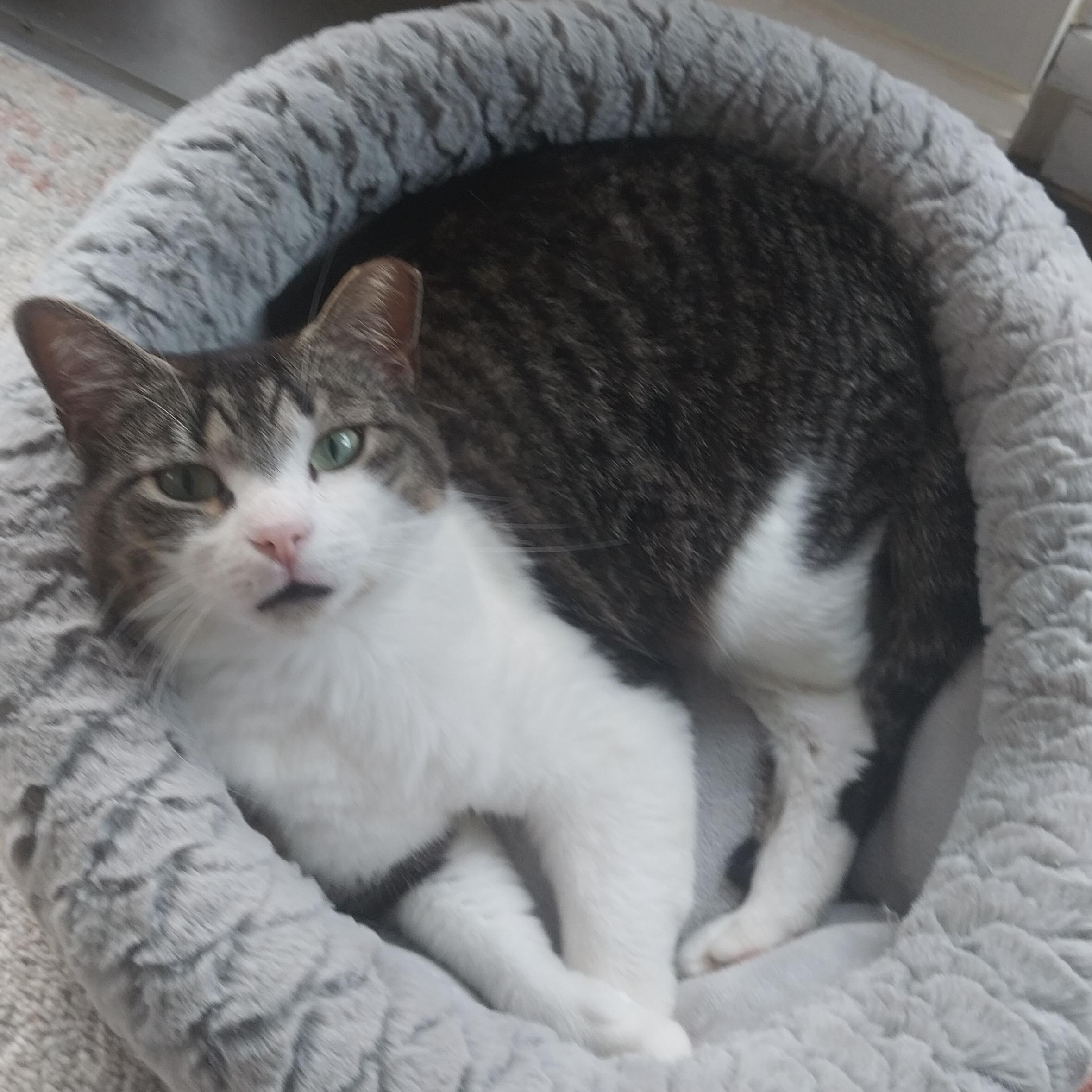 Jewel, Adoptable, Young Female Tabby & Domestic Short Hair.