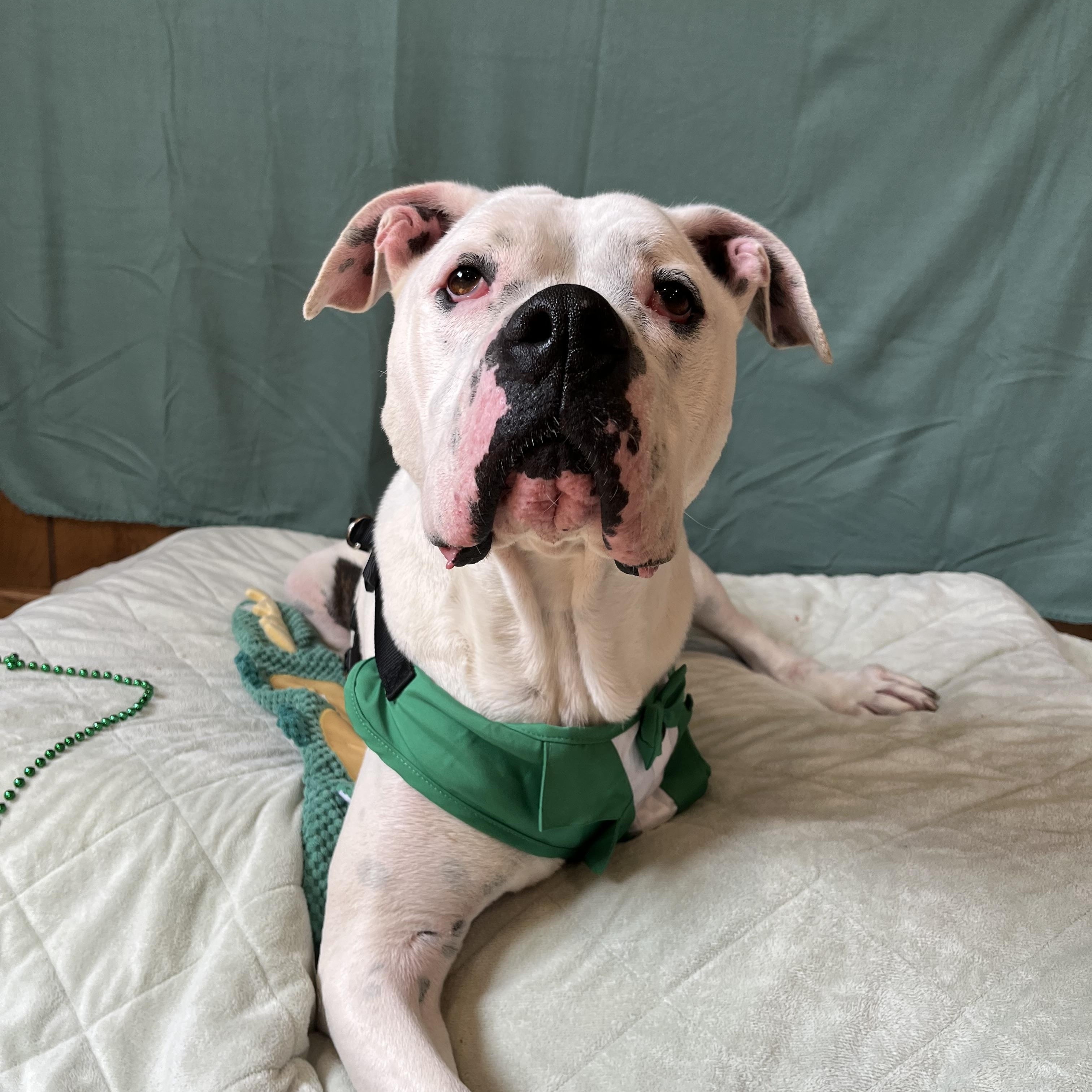 Enlarge Drifter, a Adoptable mixed breed in Benld, IL image 1/3