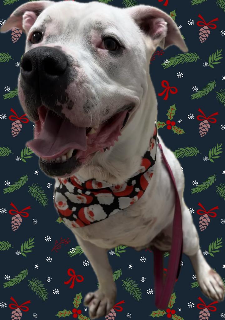 Enlarge Drifter, a Adoptable mixed breed in Benld, IL image 2/3