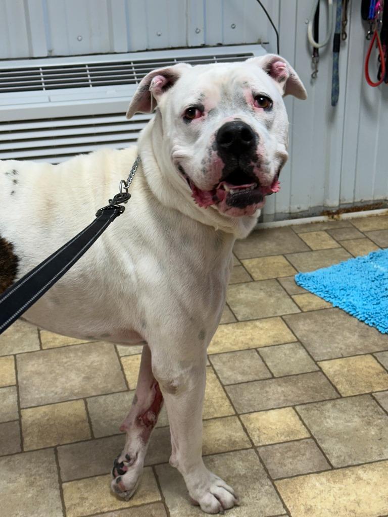 Enlarge Drifter, a Adoptable mixed breed in Benld, IL image 3/3