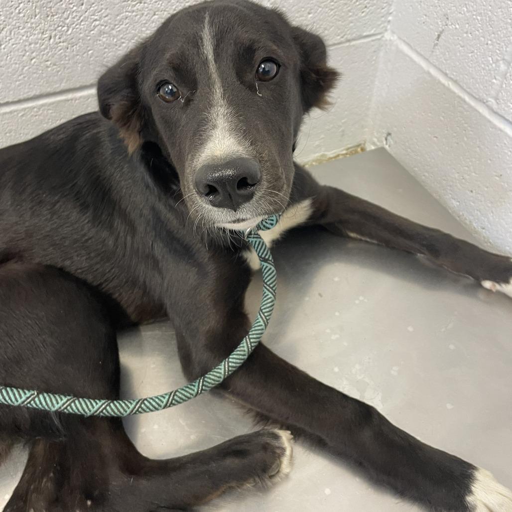 Enlarge Good Aura, a Adoptable mixed breed in Hattiesburg, MS image 1/1