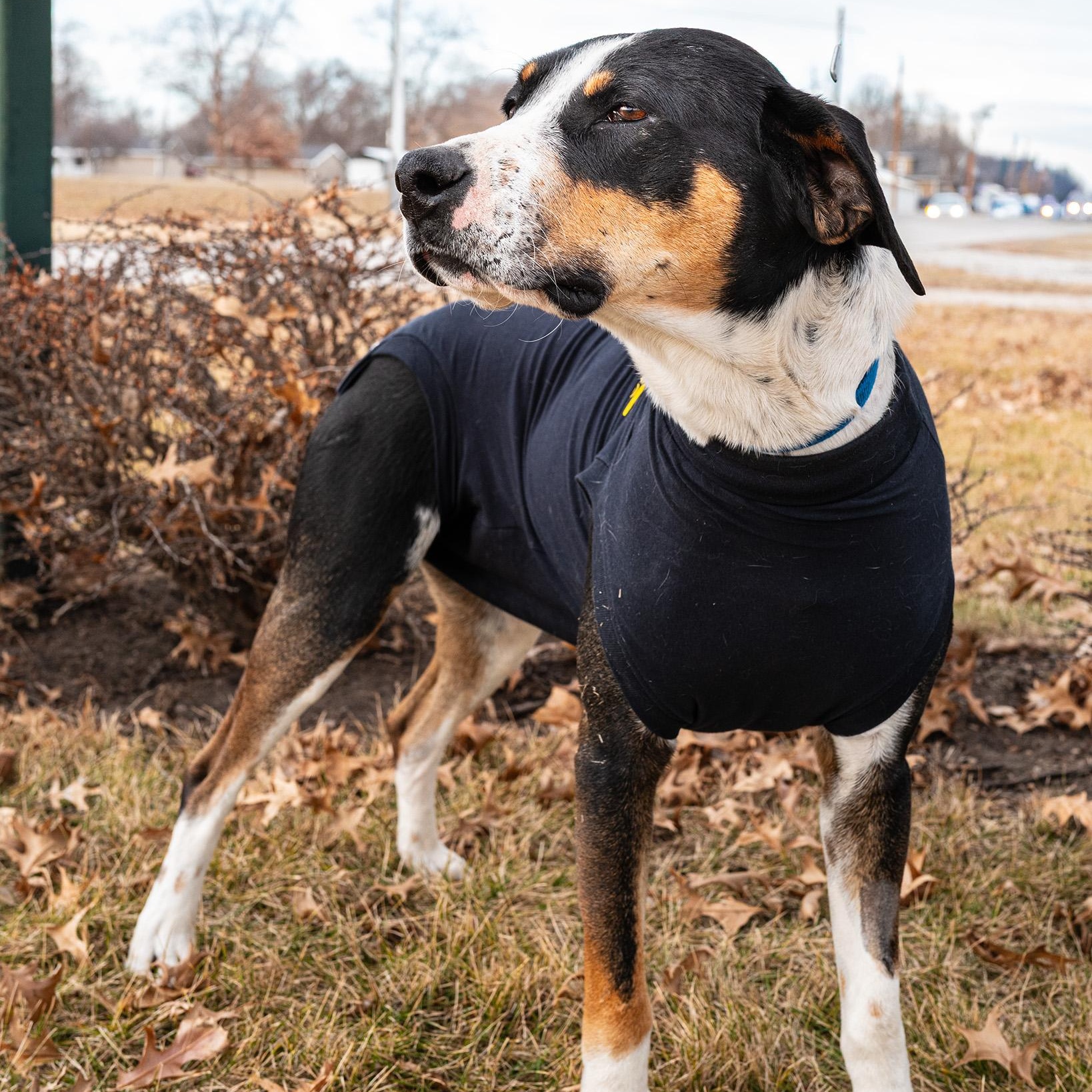Enlarge Bubba, a ADOPTABLE mixed breed in Clarinda, IA image 3/4